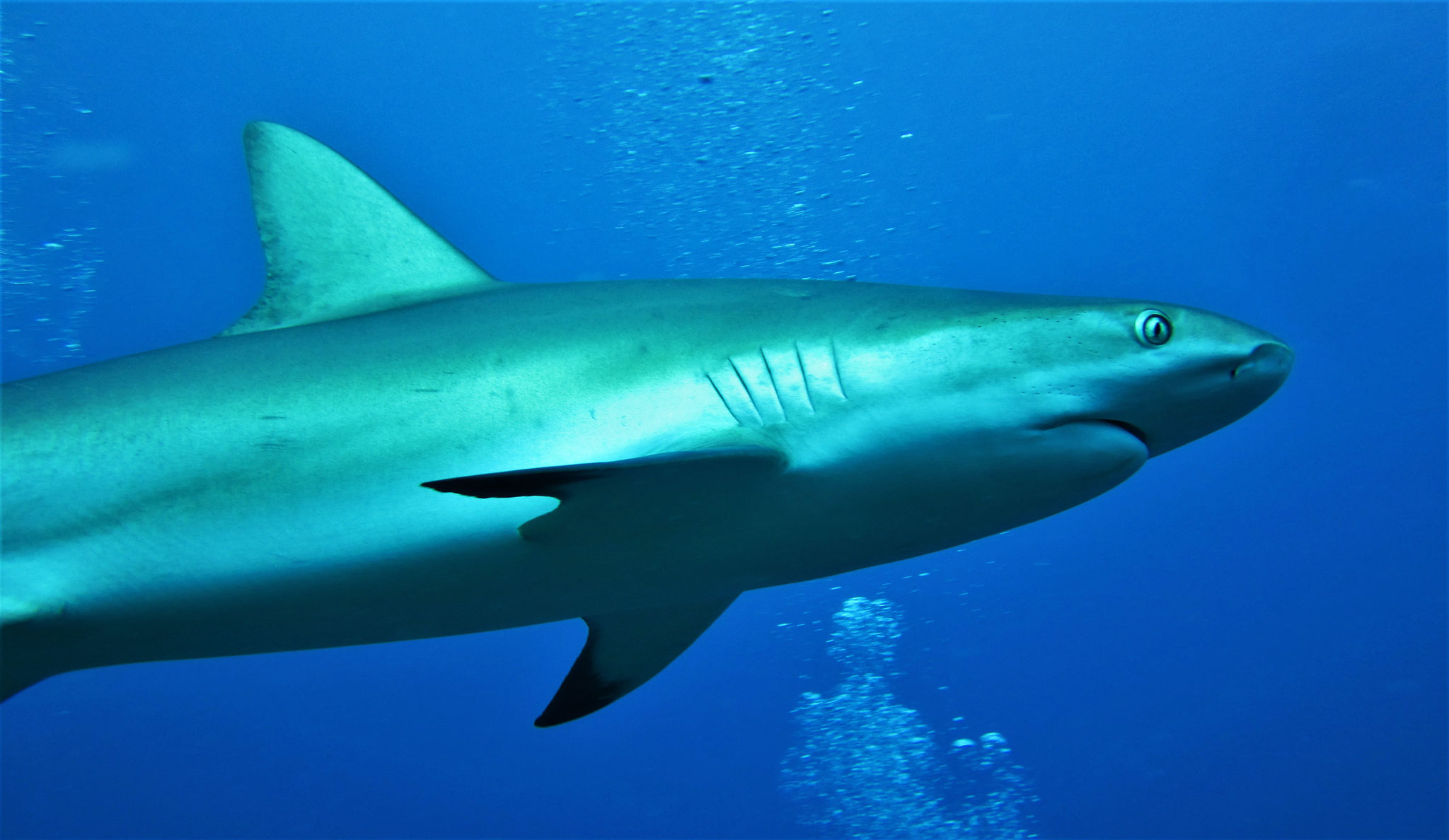 caribbean reef shark - pic by Markus Jimi Ivan - www.jimiivan.at