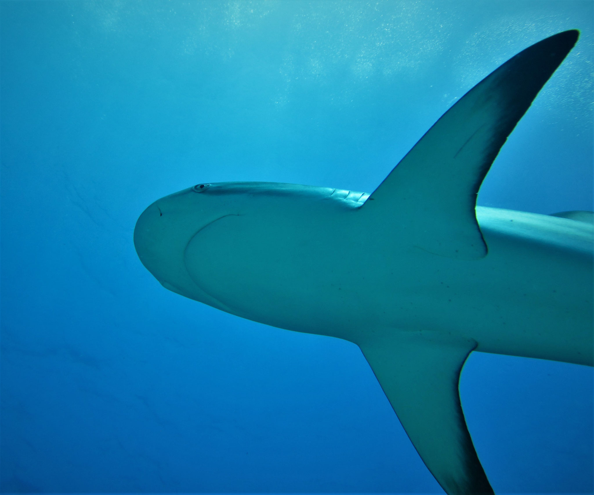 caribbean reef shark - pic by Markus Jimi Ivan - www.jimiivan.at