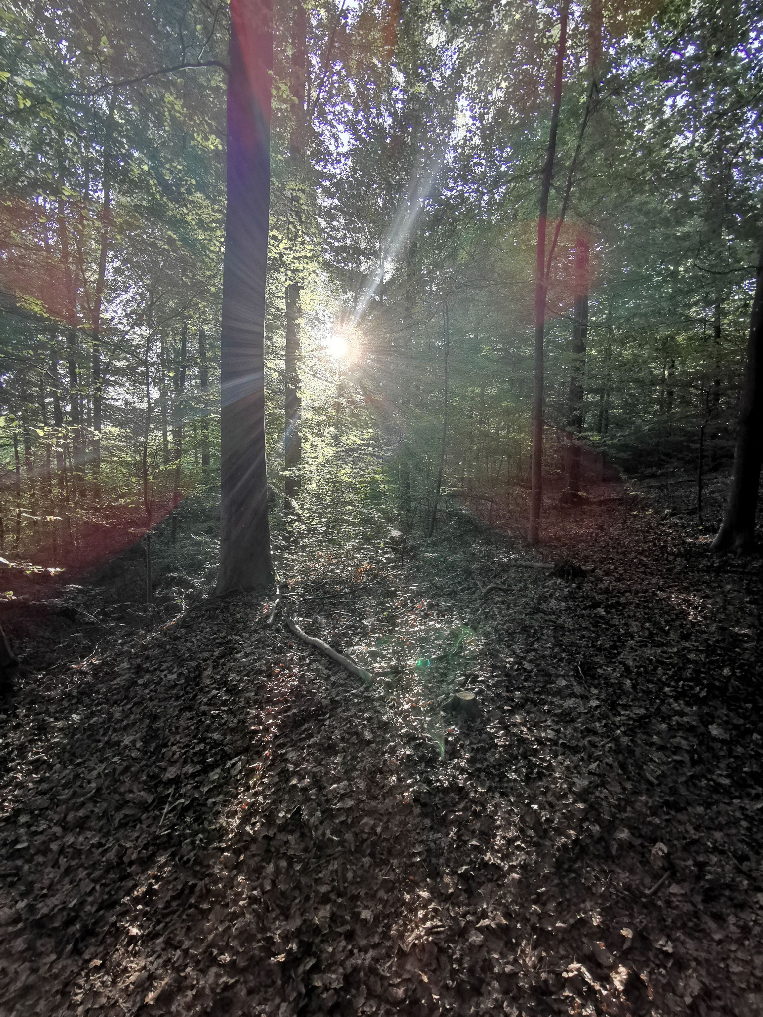 Morgenstimmung im Wald
