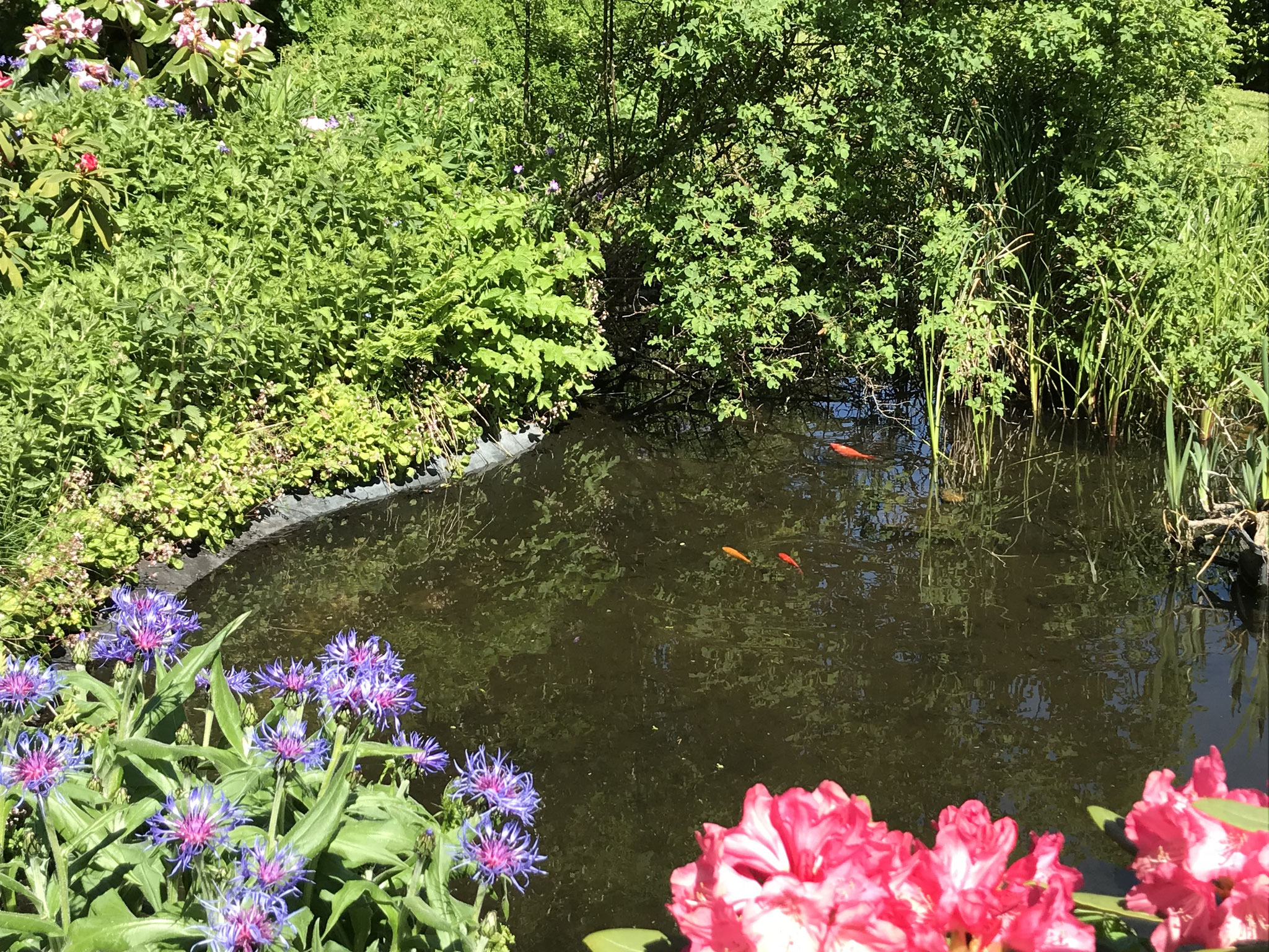 Gartenteich