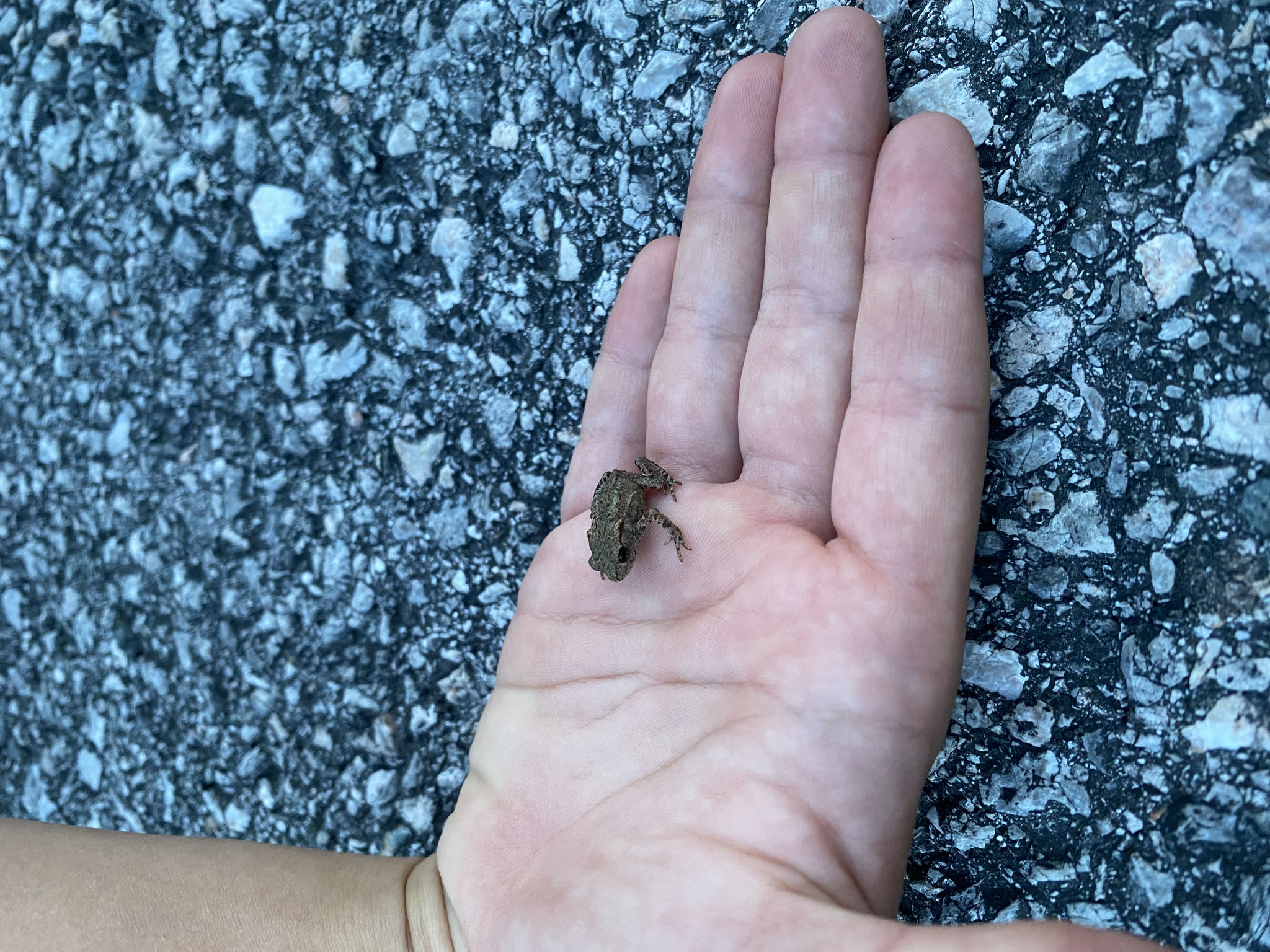 Babyfrosch gefunden