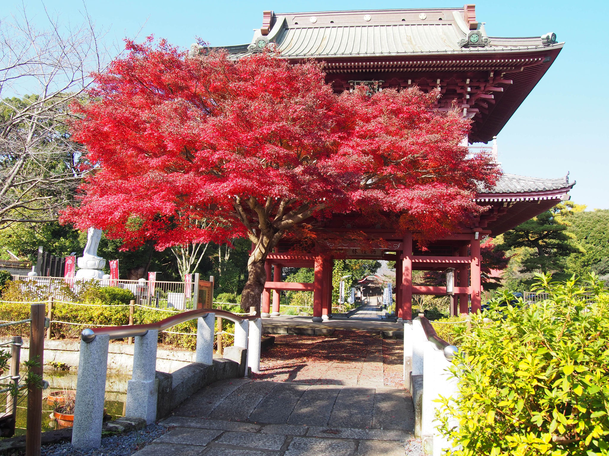 大巌寺　紅葉と山門