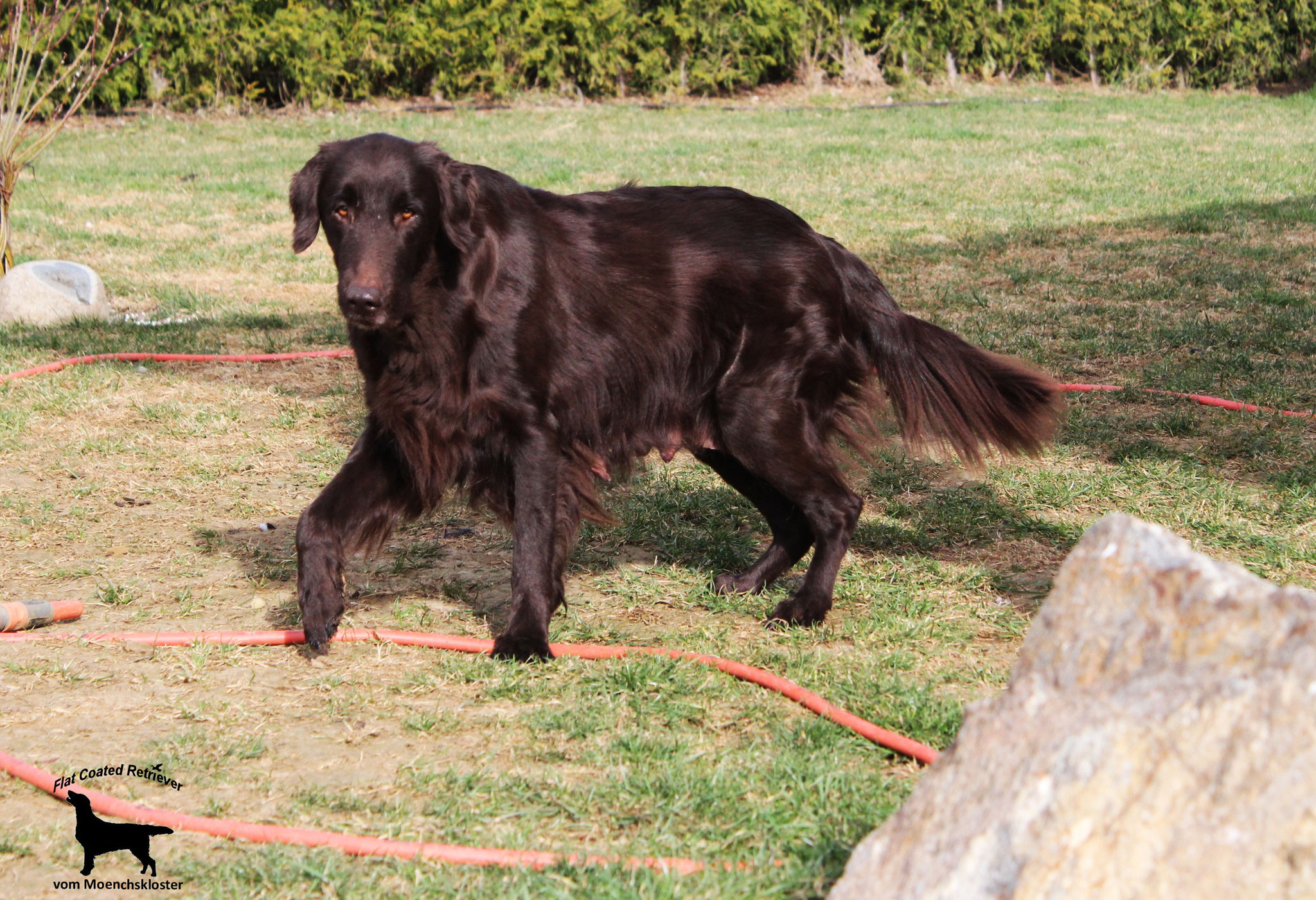 K-Wurf - Flat Coated Retriever Züchter vom Mönchskloster