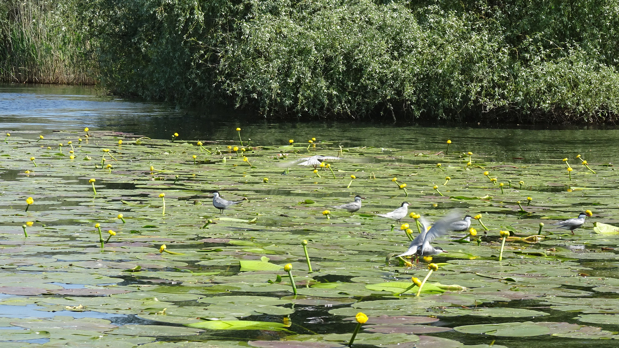 im Donaudelta