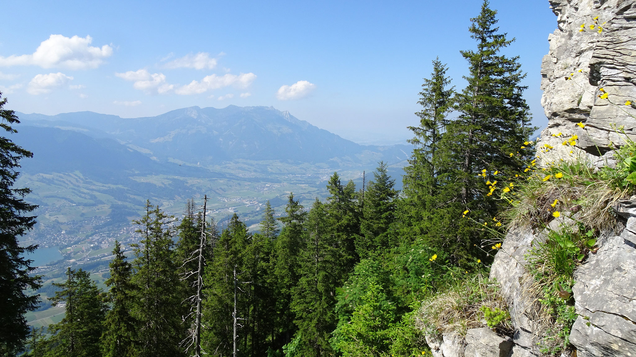 abtauchen in den kühlen Wald