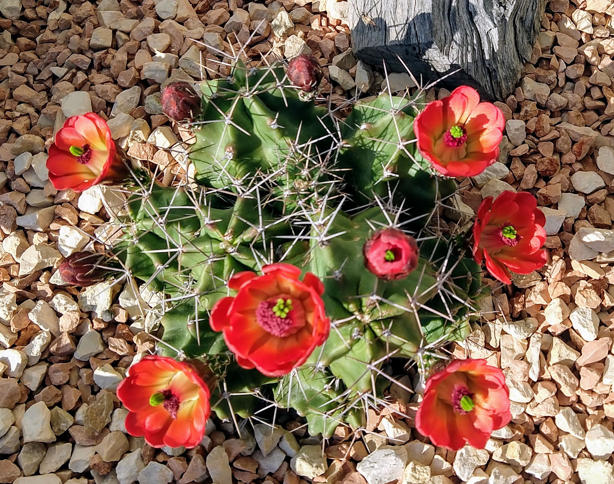 Echinocereus triglochidiatus