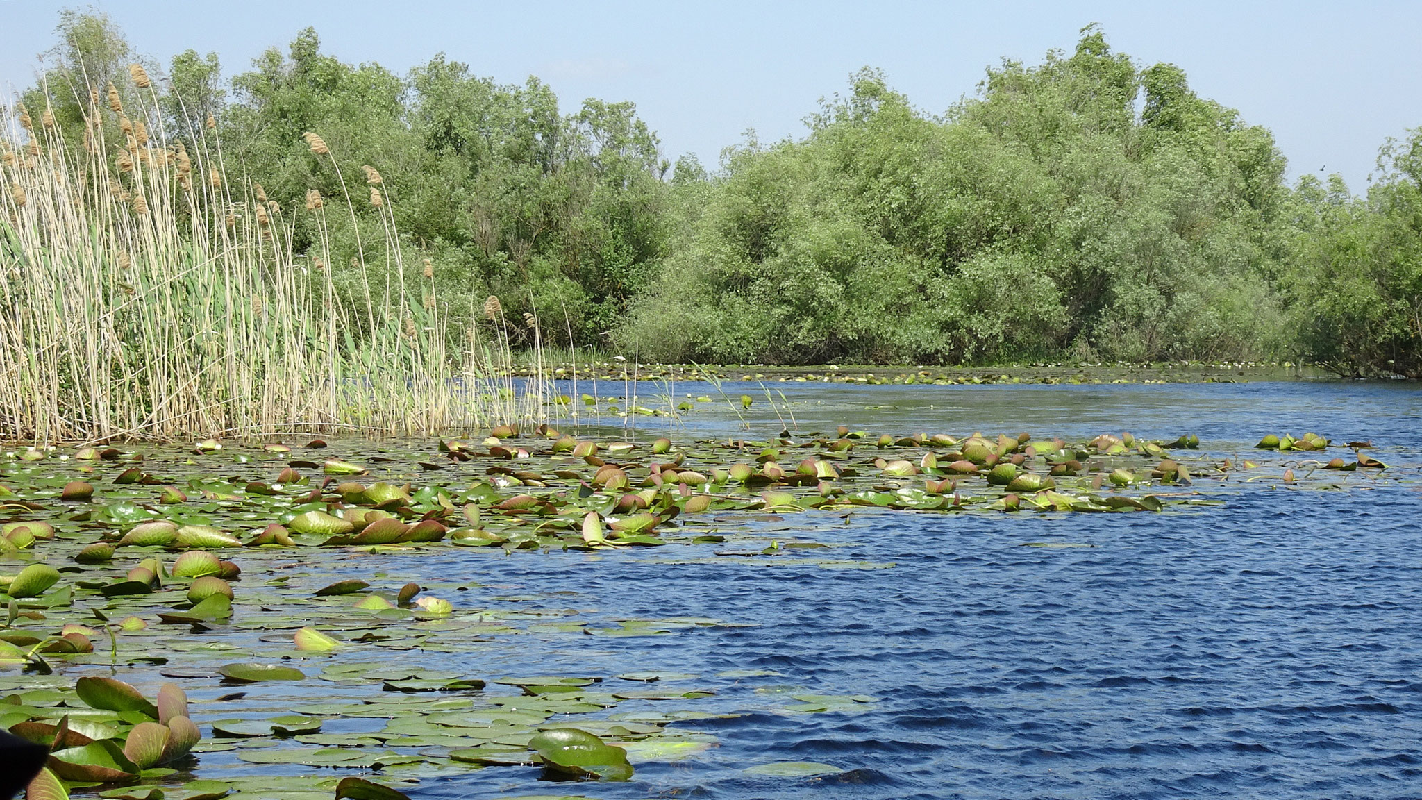 im Donaudelta