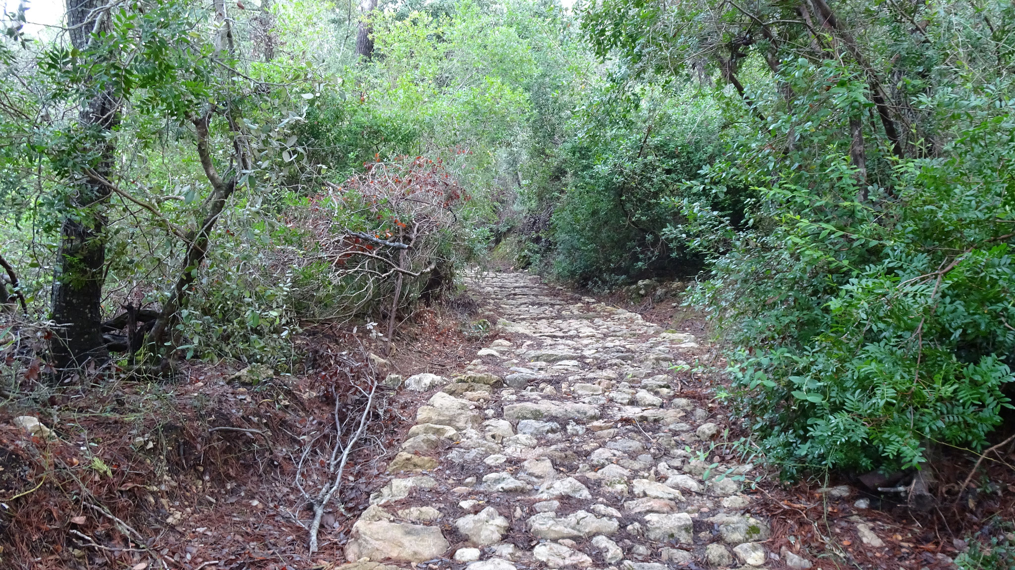 Säumerweg im Wald