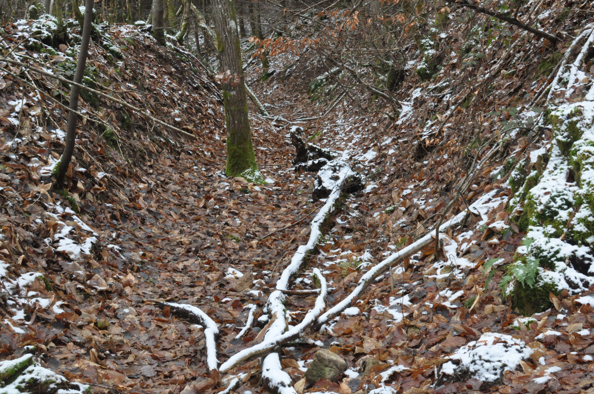 Autun, les sous-bois en hiver