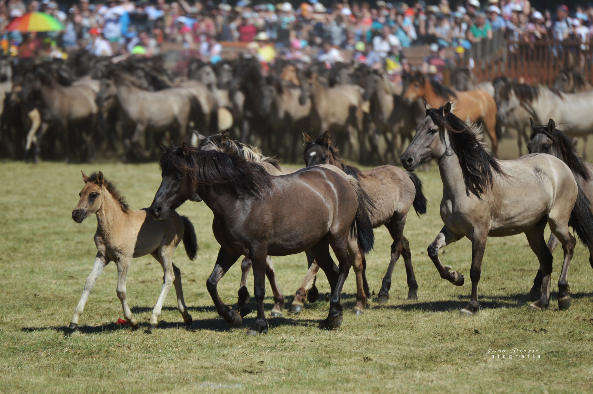 Dülmener Wildpferdefang 2017