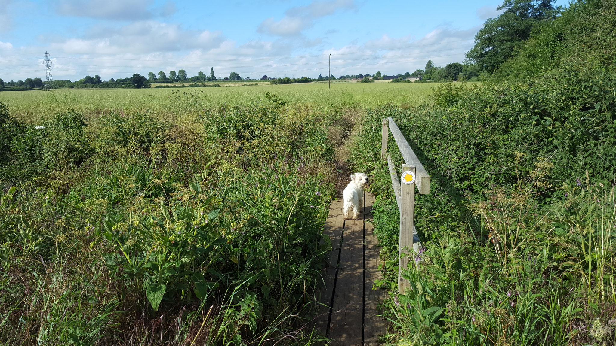 Frideswide Farm route, looking west toward  the area at the top of the hill which will be developed