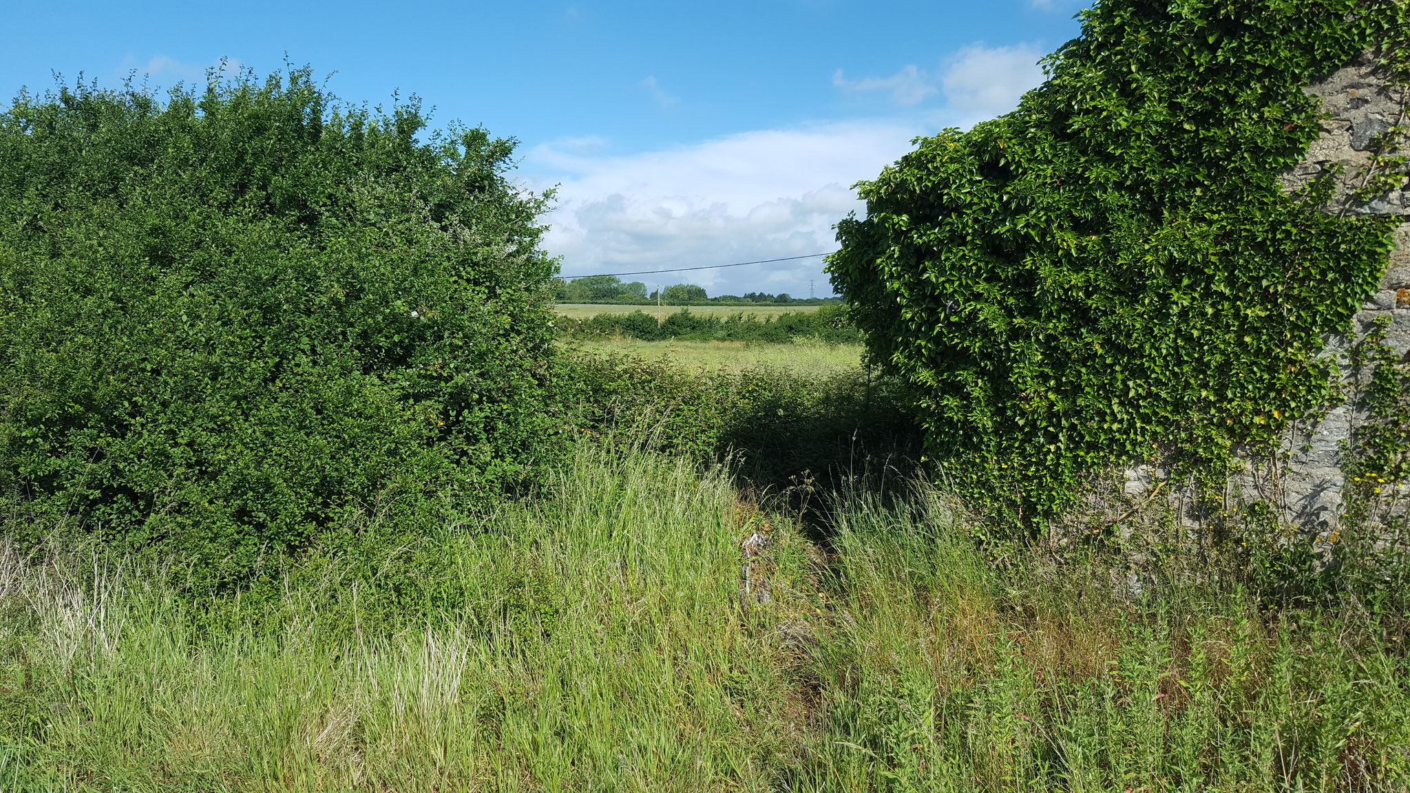 Looking North at Frideswide Farm