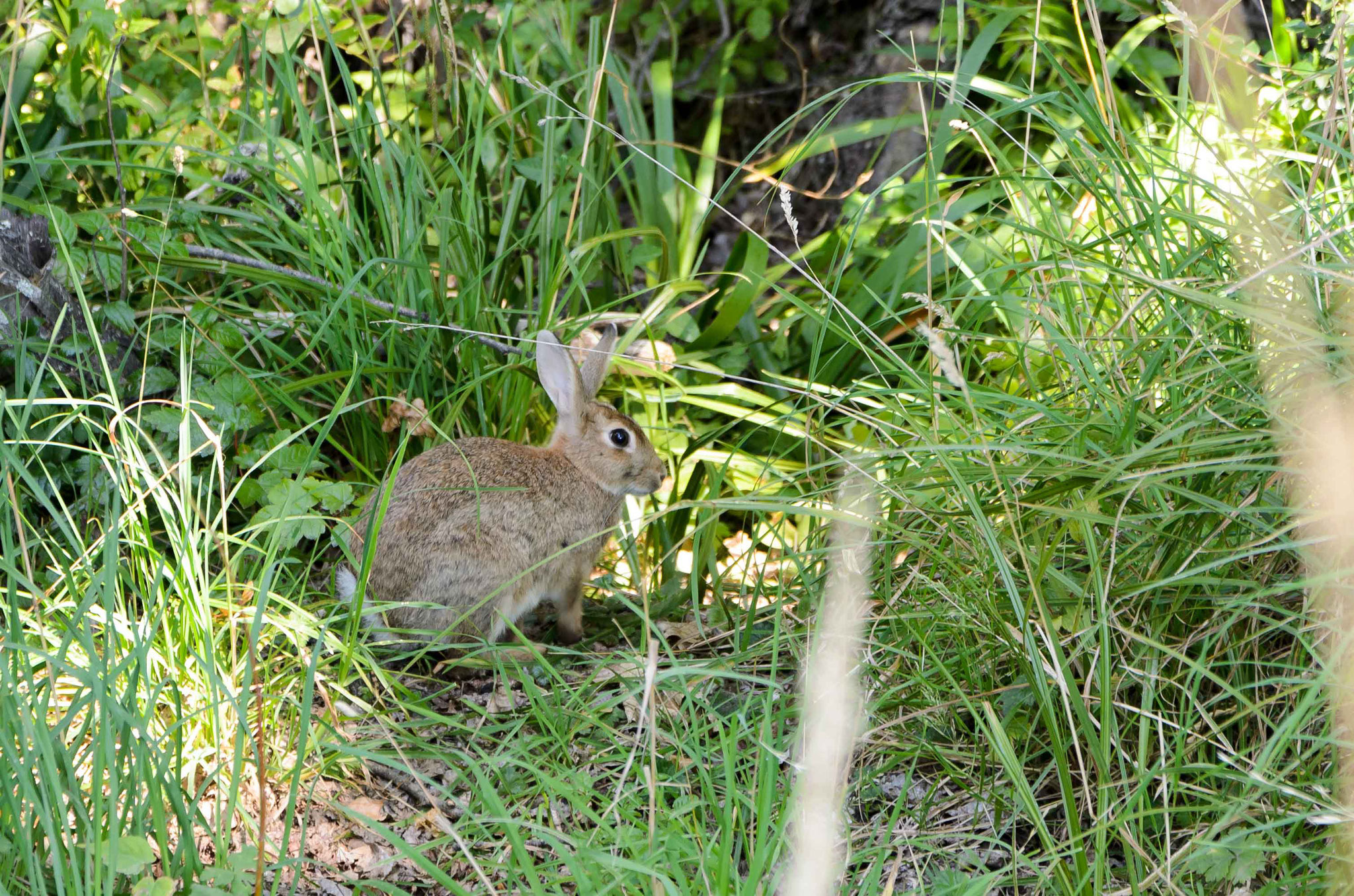 Hier der Beweis, dass es Hasen gibt ;-)