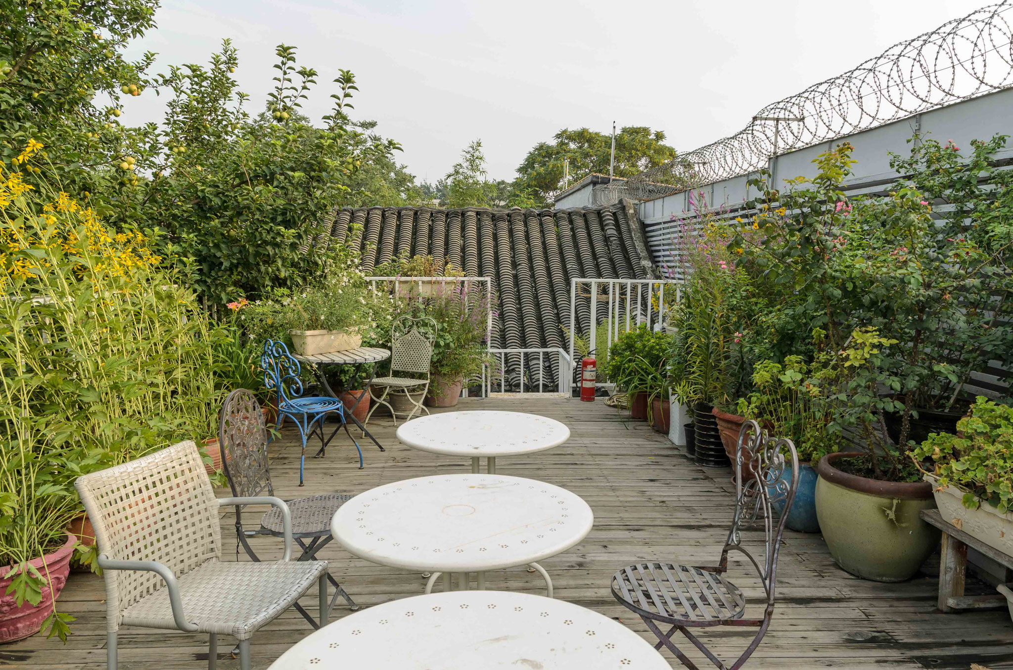 Eine grüne Oase mitten im Hutong - die Terrasse unseres Hostels