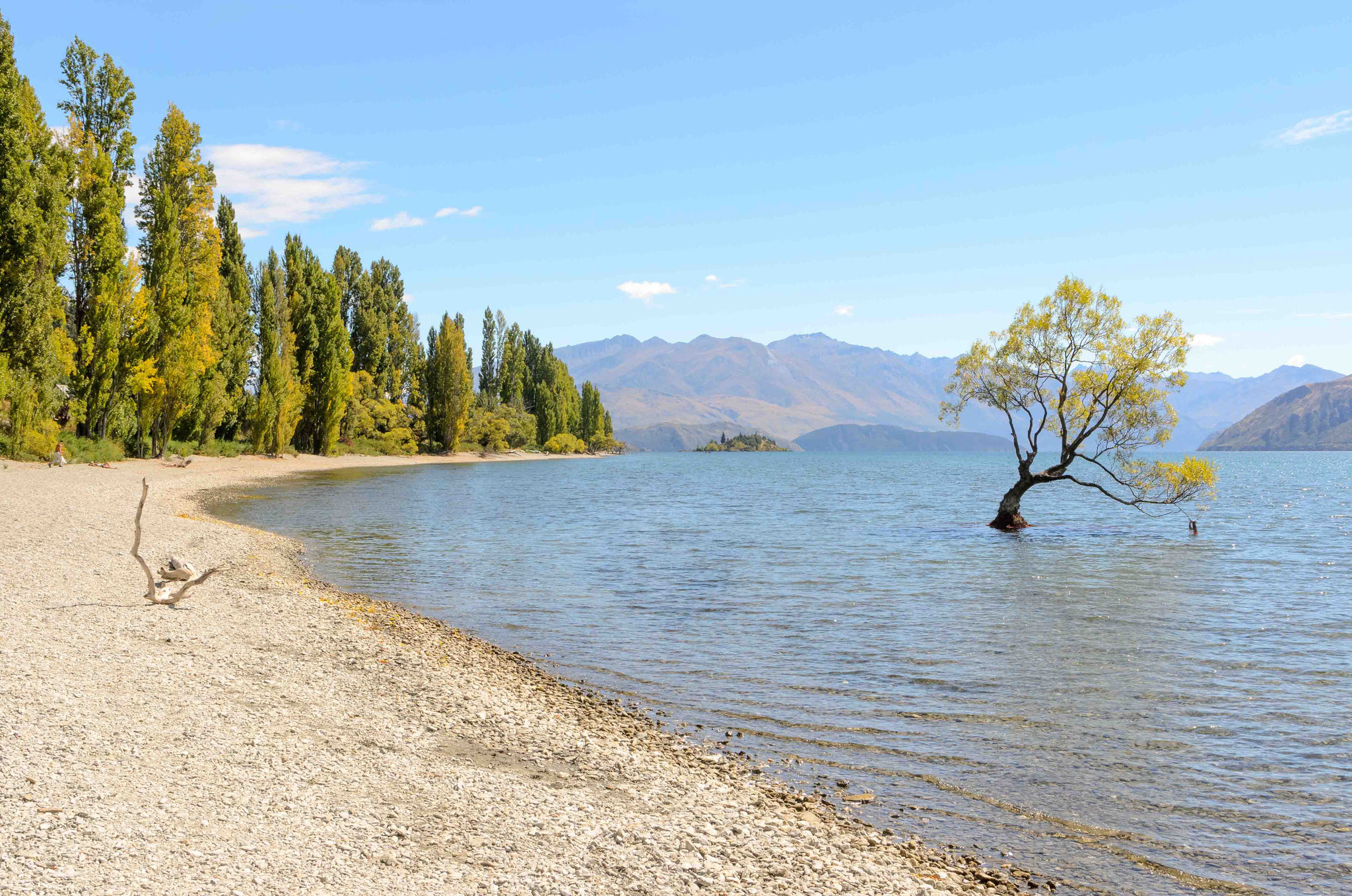 Dieser Baum ist auf beinahe jeder Postkarte von Wanaka zu sehen