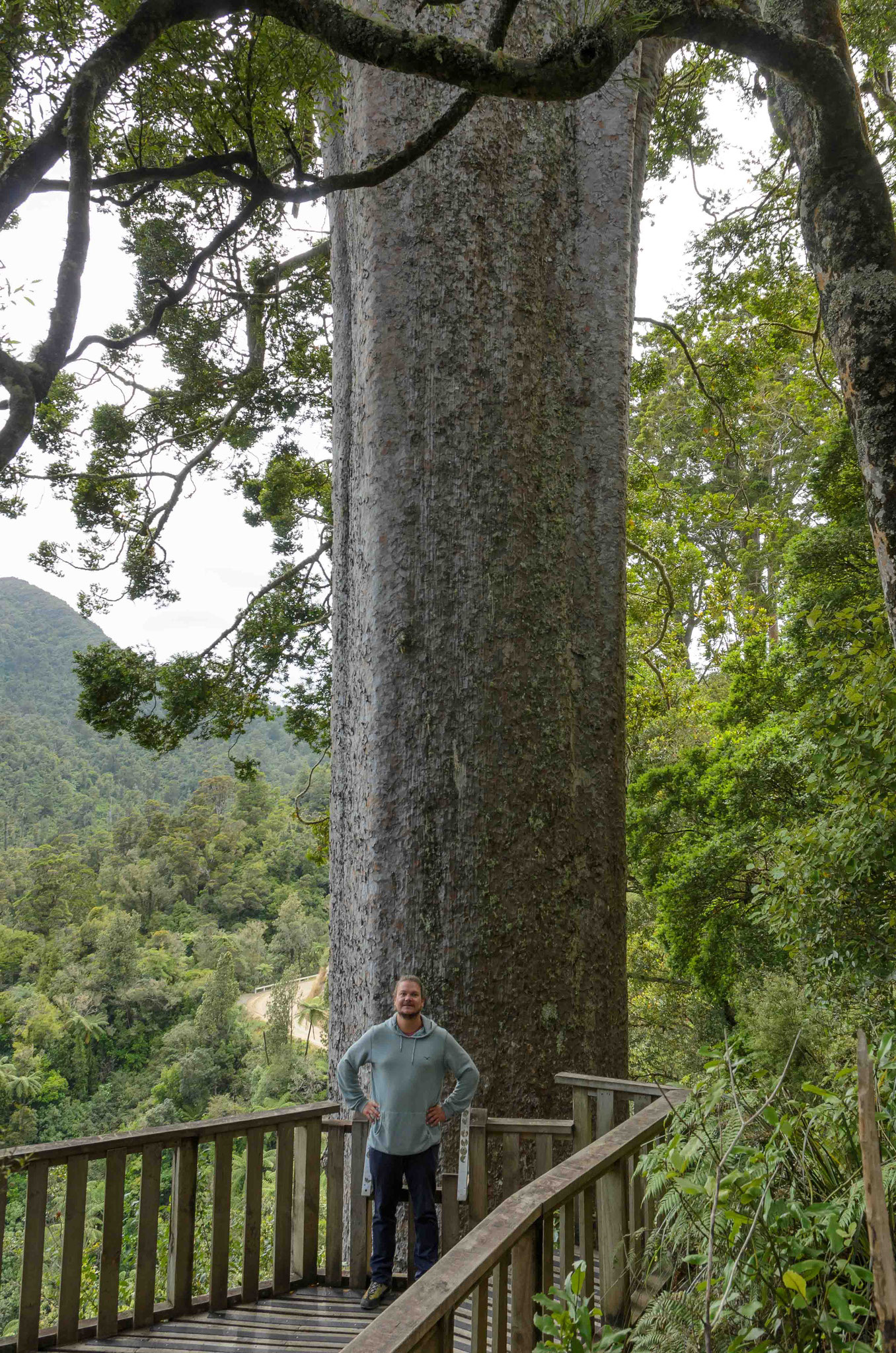 Einer der großen Kauri-Bäume hier