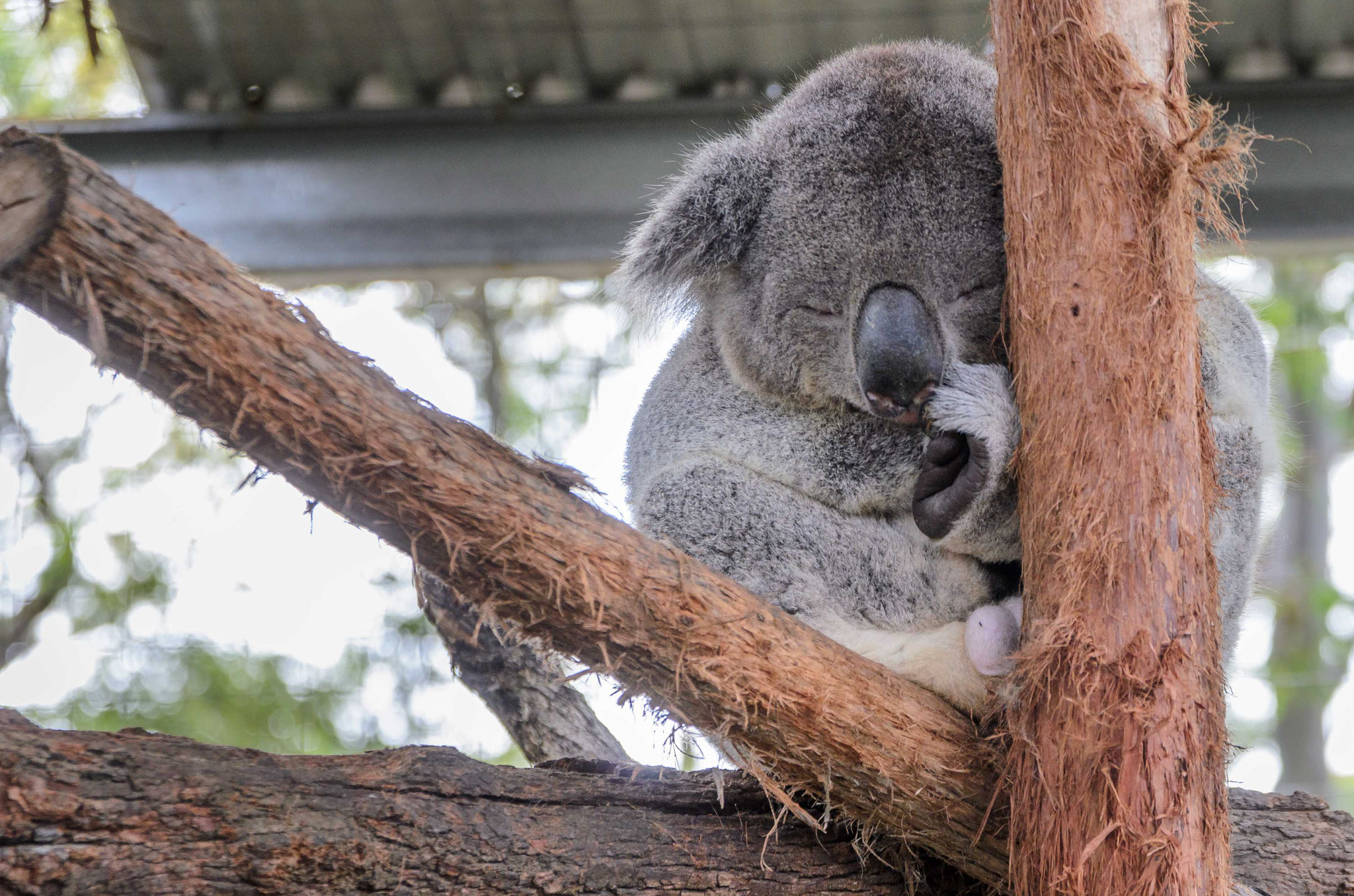 Koala-Krankenhaus in Port Macquarie