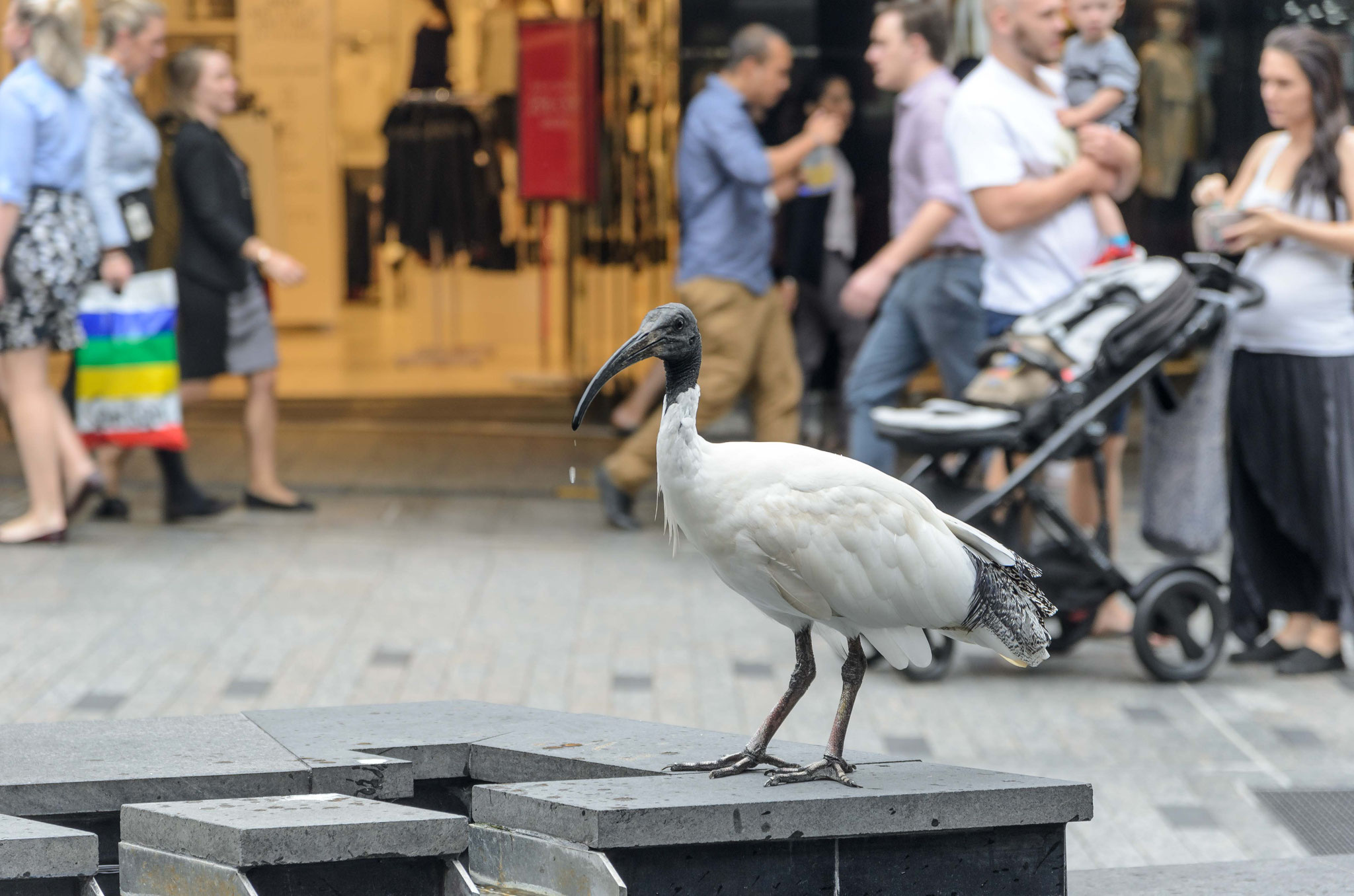 ...und Ibisse mitten in der Stadt vorfindet