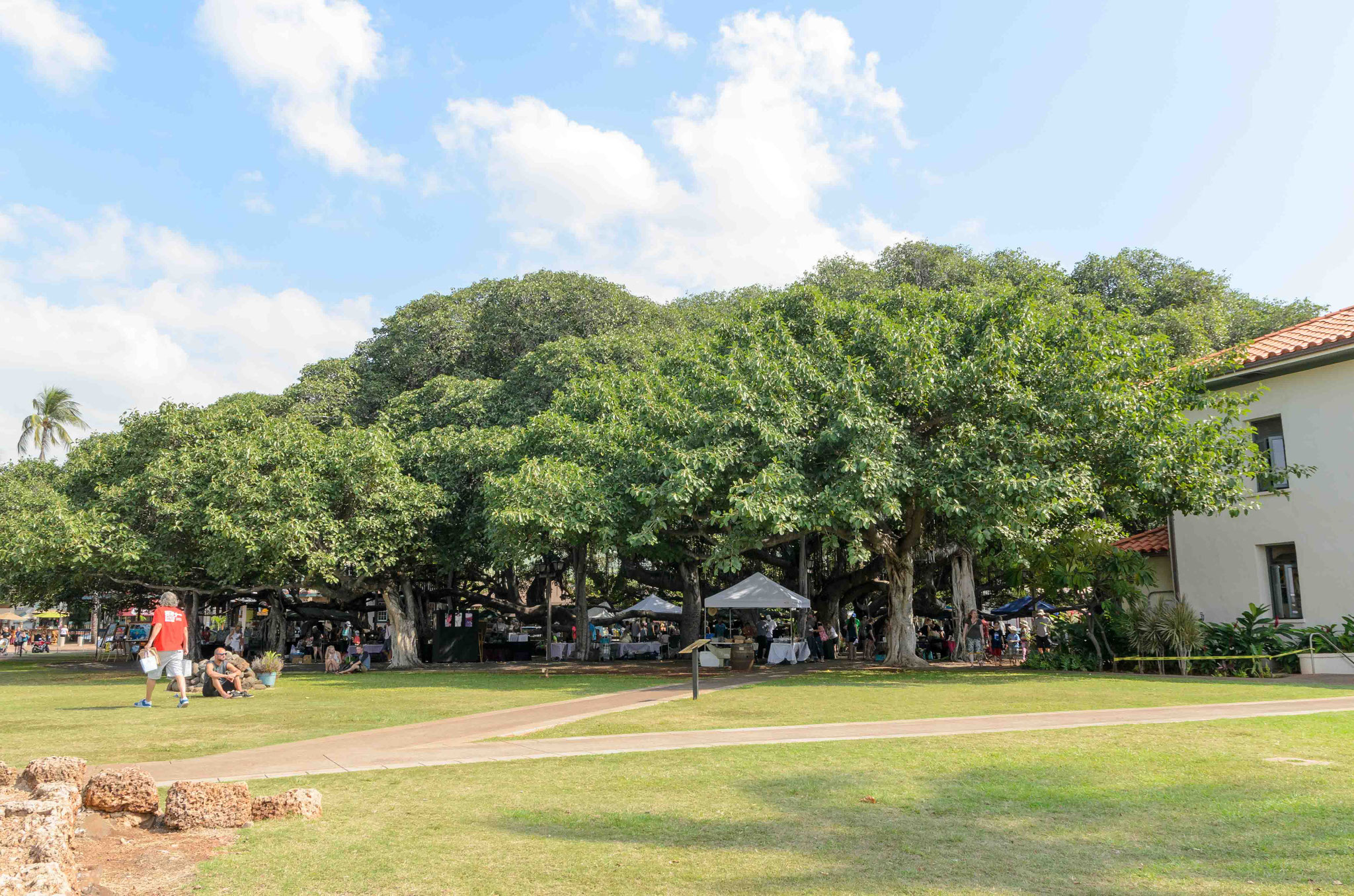 EIN (!) Banyan-Tree mit etwa 50 Metern Durchmesser