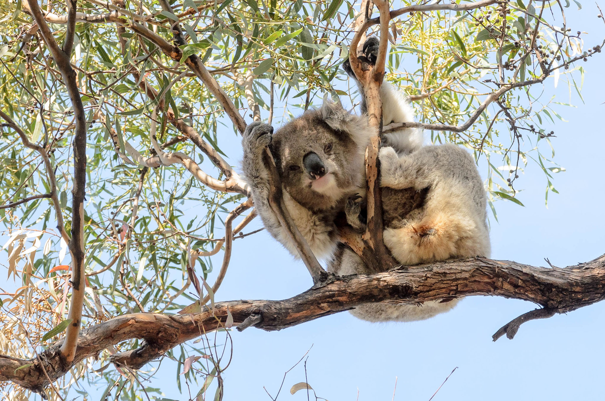 Und dann: unser erster Koala in freier Wildbahn auf Raymond Island!!!