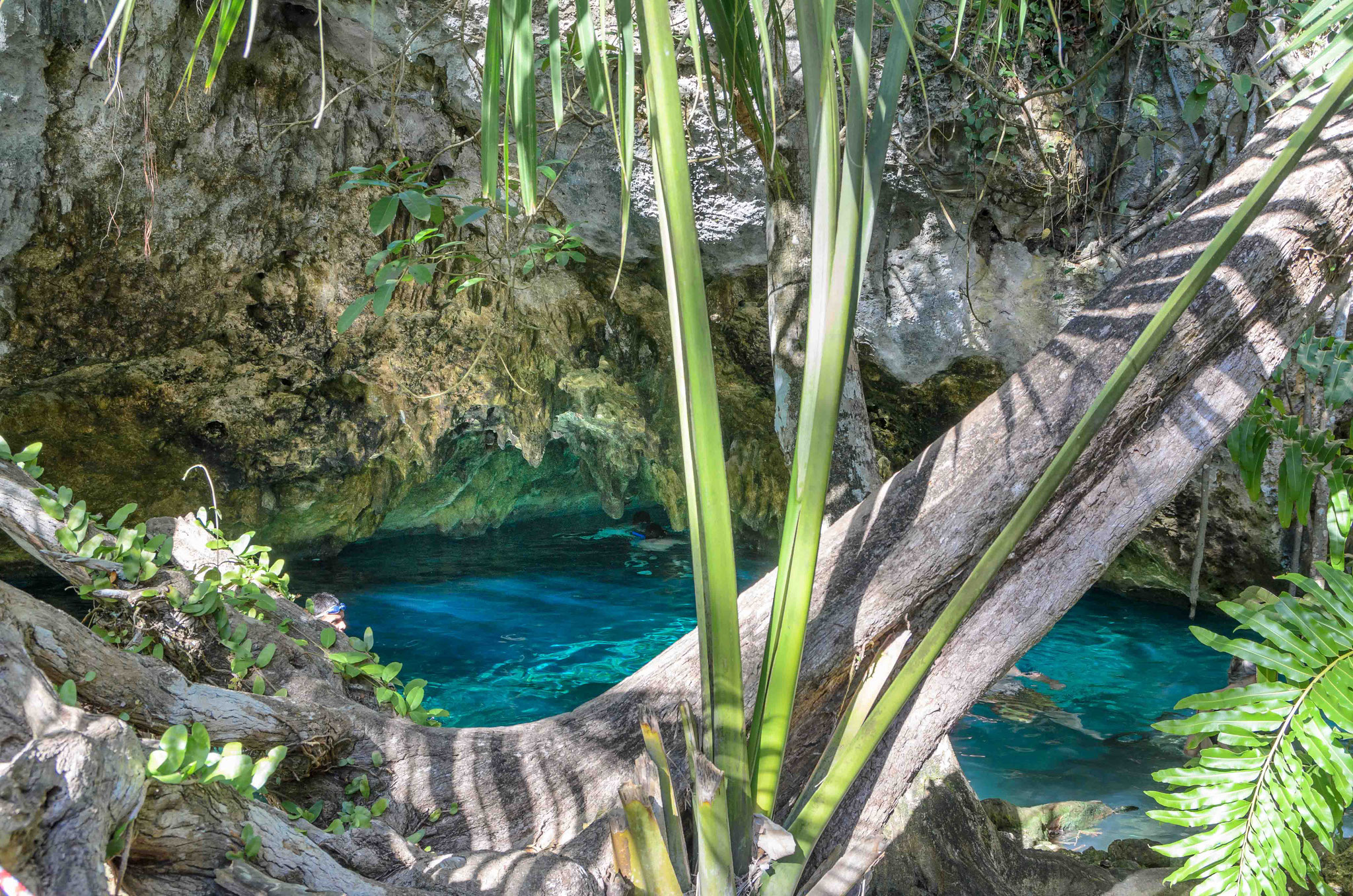 Schnorcheln in der Gran Cenote