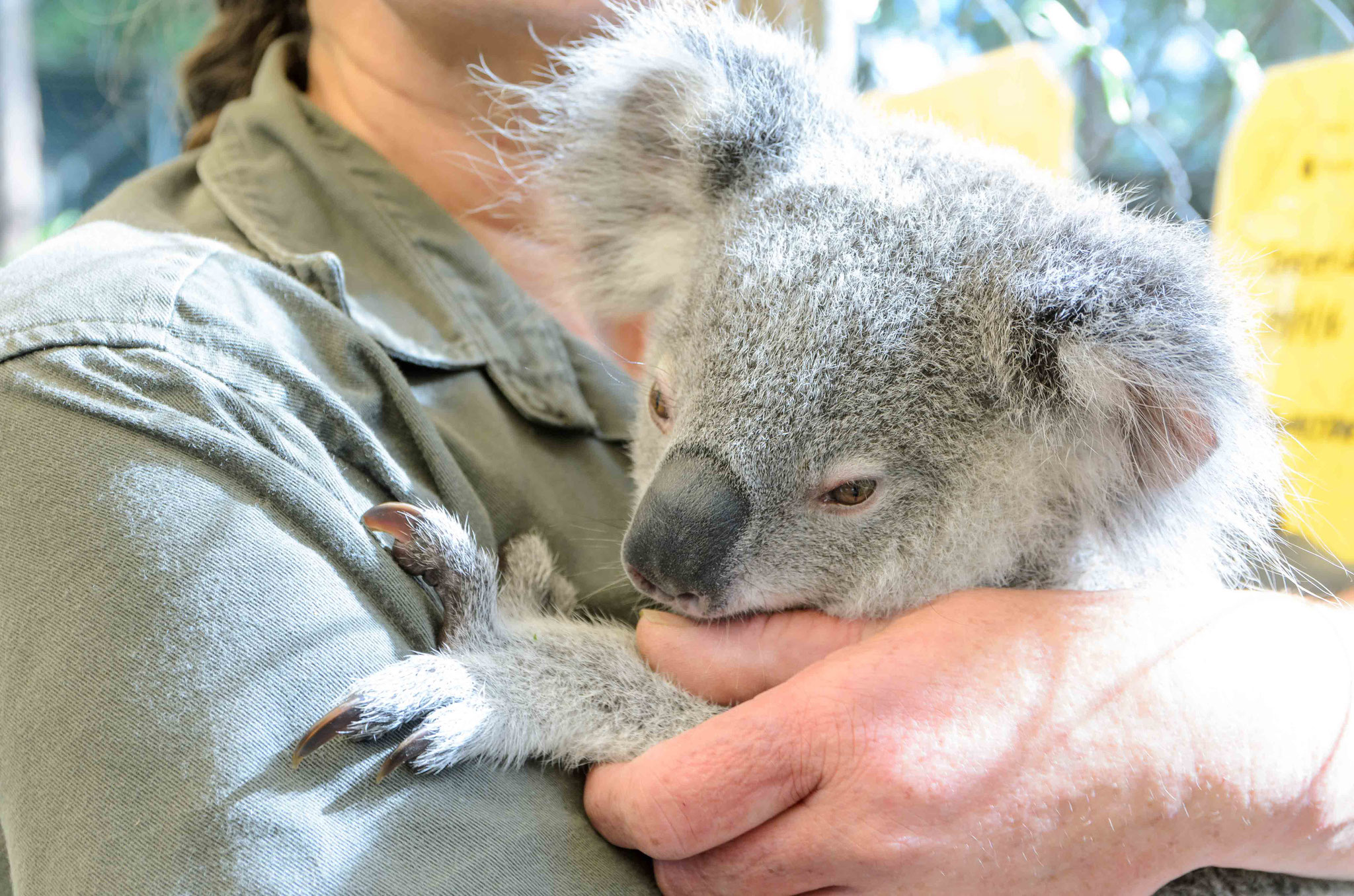 Unser erster Koala - im Koala-Hospital in Limsden