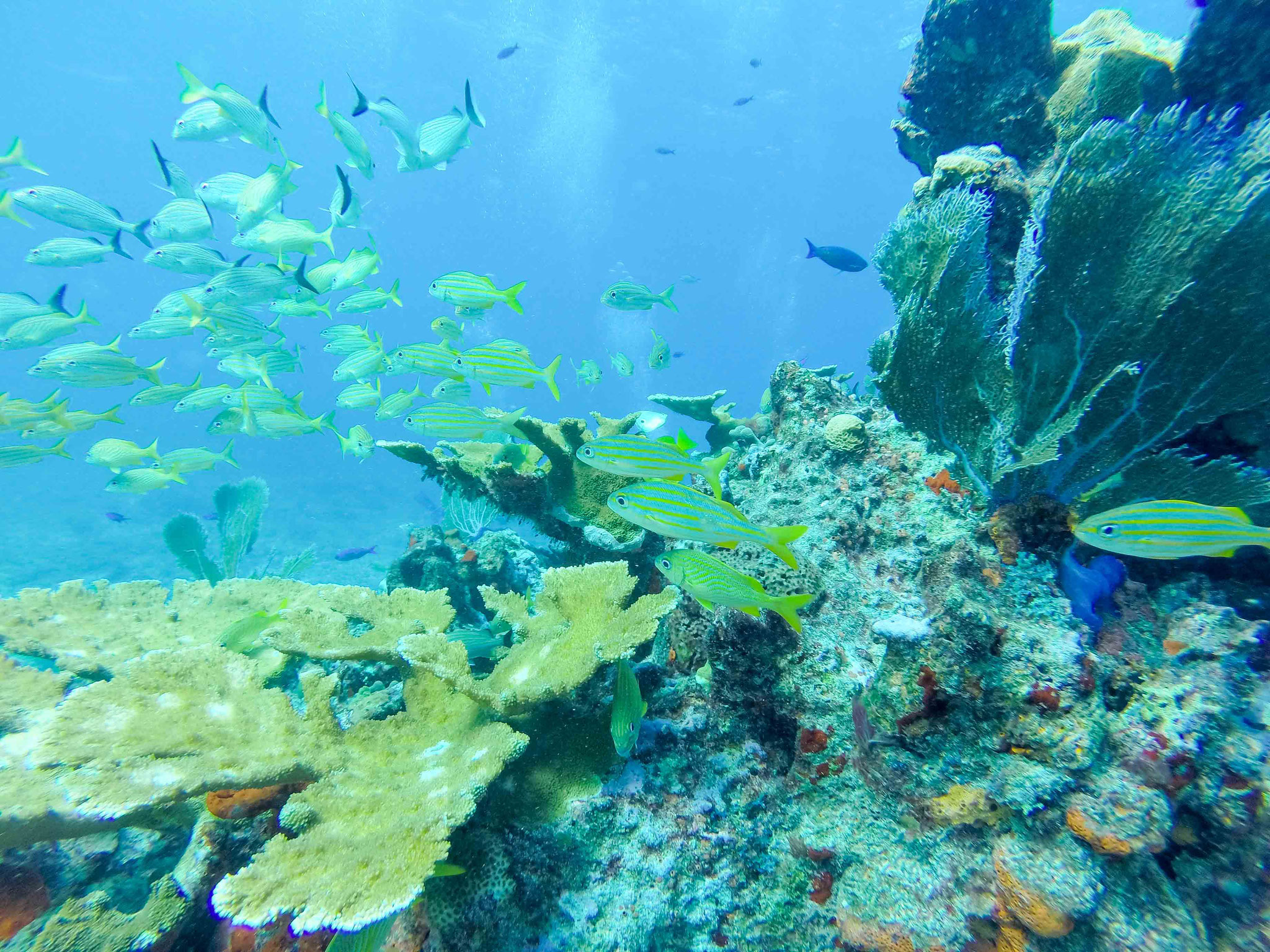 Tauchen vor der Küste der Isla Mujeres