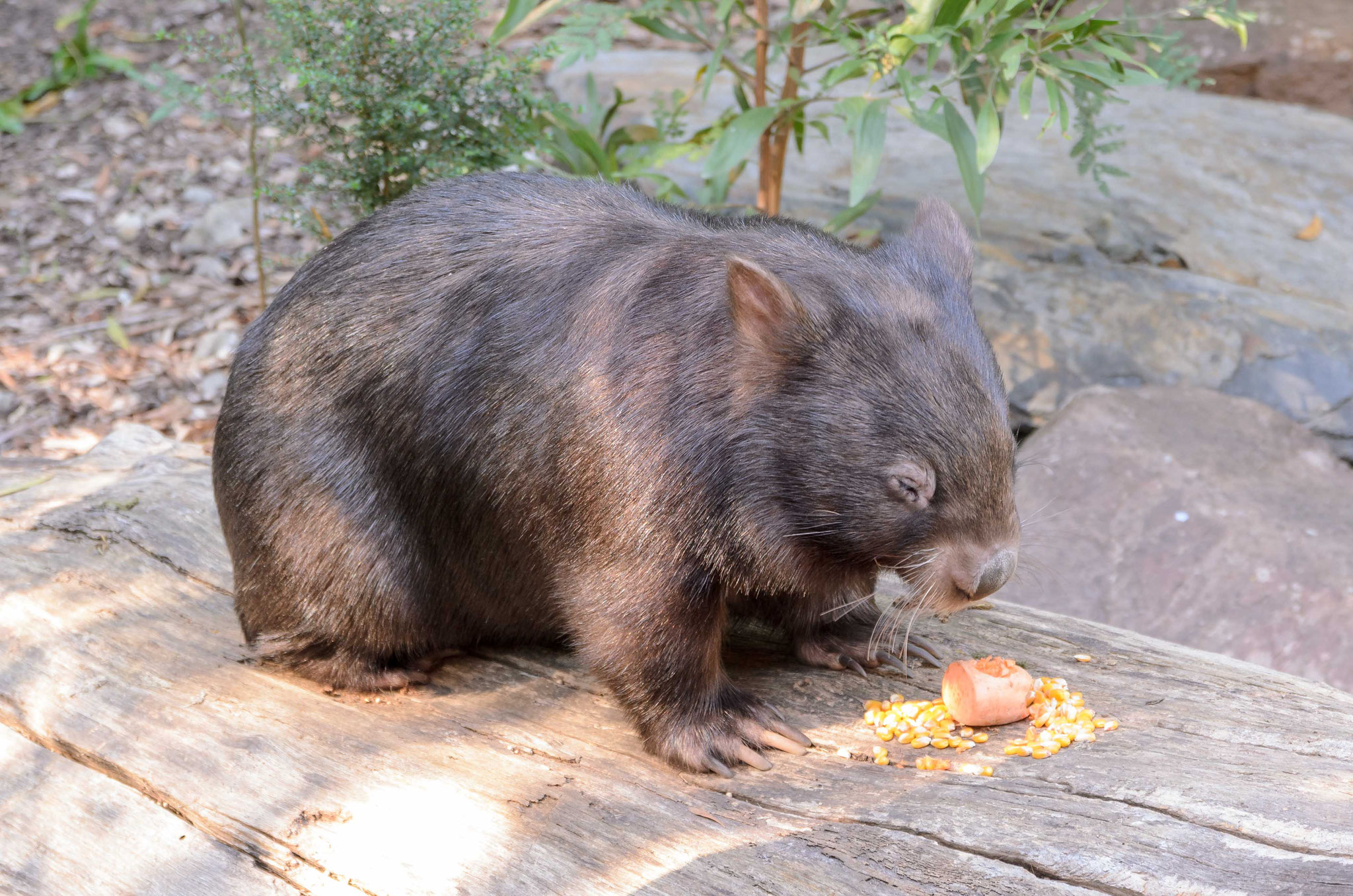 Und da ist er - wobei korrekterweise - da ist sie endlich! Ein Wombat Weibchen!