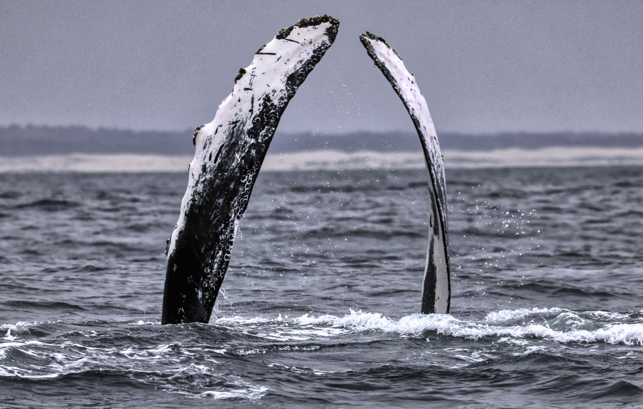 Whale watching and boat tours, San Luis Obispo, Pismo Beach, Avila