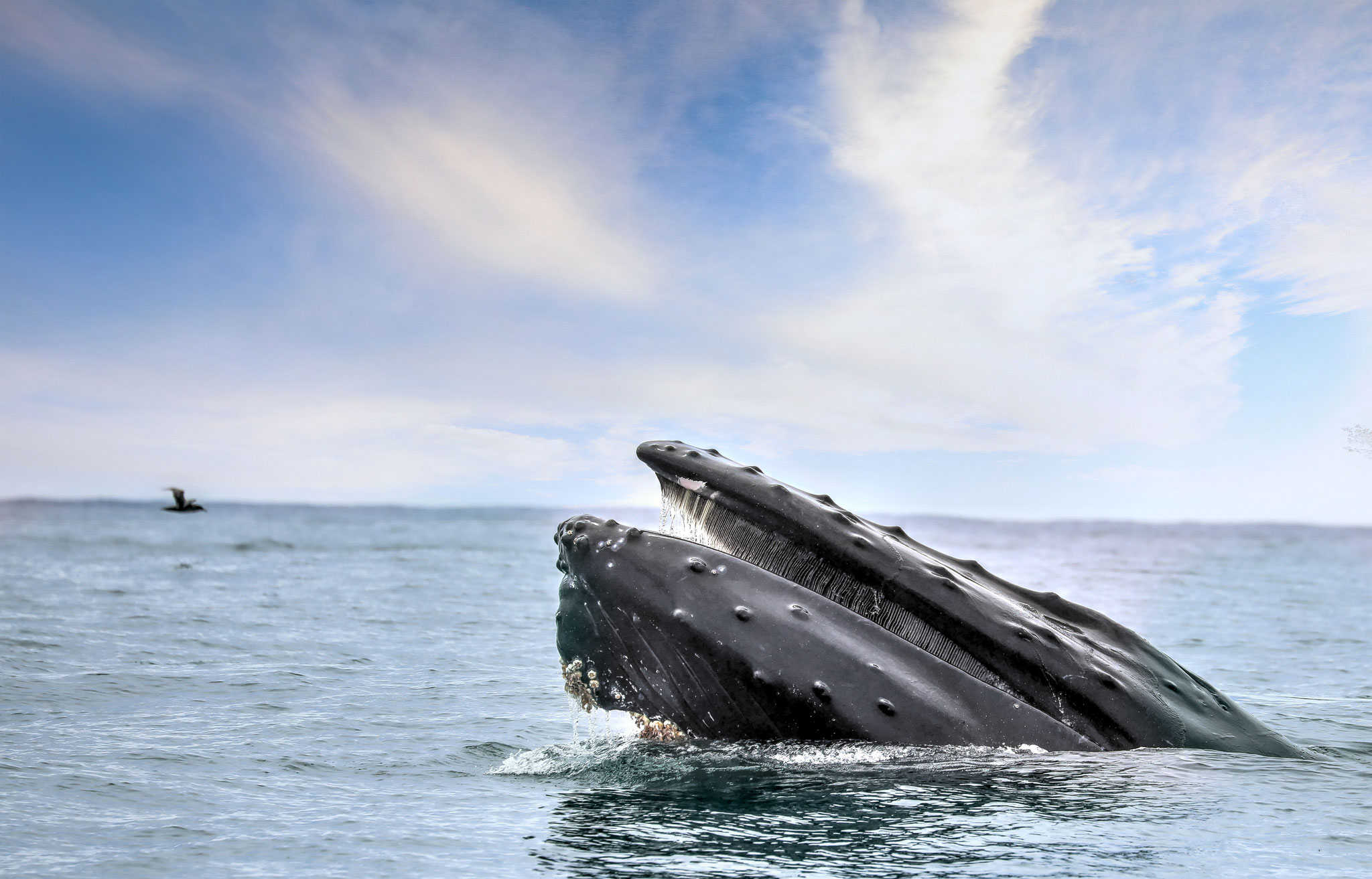 Whale watching and boat tours, San Luis Obispo, Pismo Beach, Avila