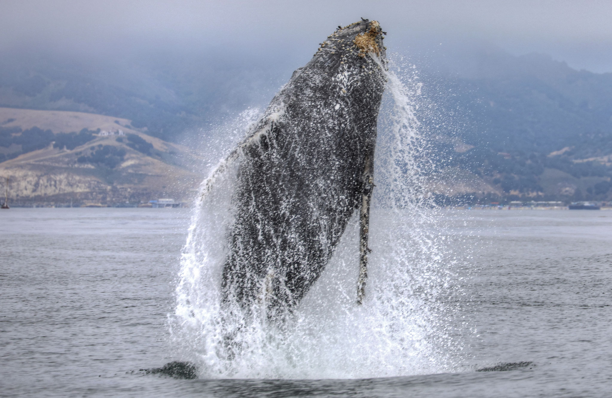 Whale watching and boat tours, San Luis Obispo, Pismo Beach, Avila