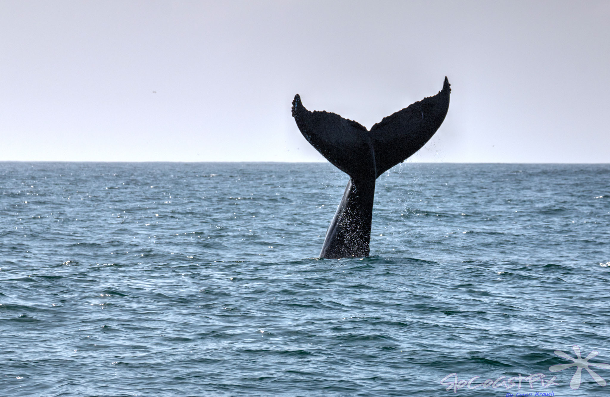 Whale watching and boat tours, San Luis Obispo, Pismo Beach, Avila