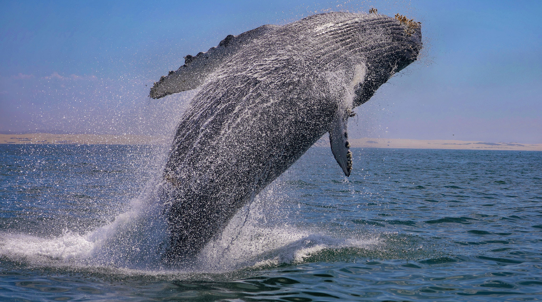 Whale watching and boat tours, San Luis Obispo, Pismo Beach, Avila