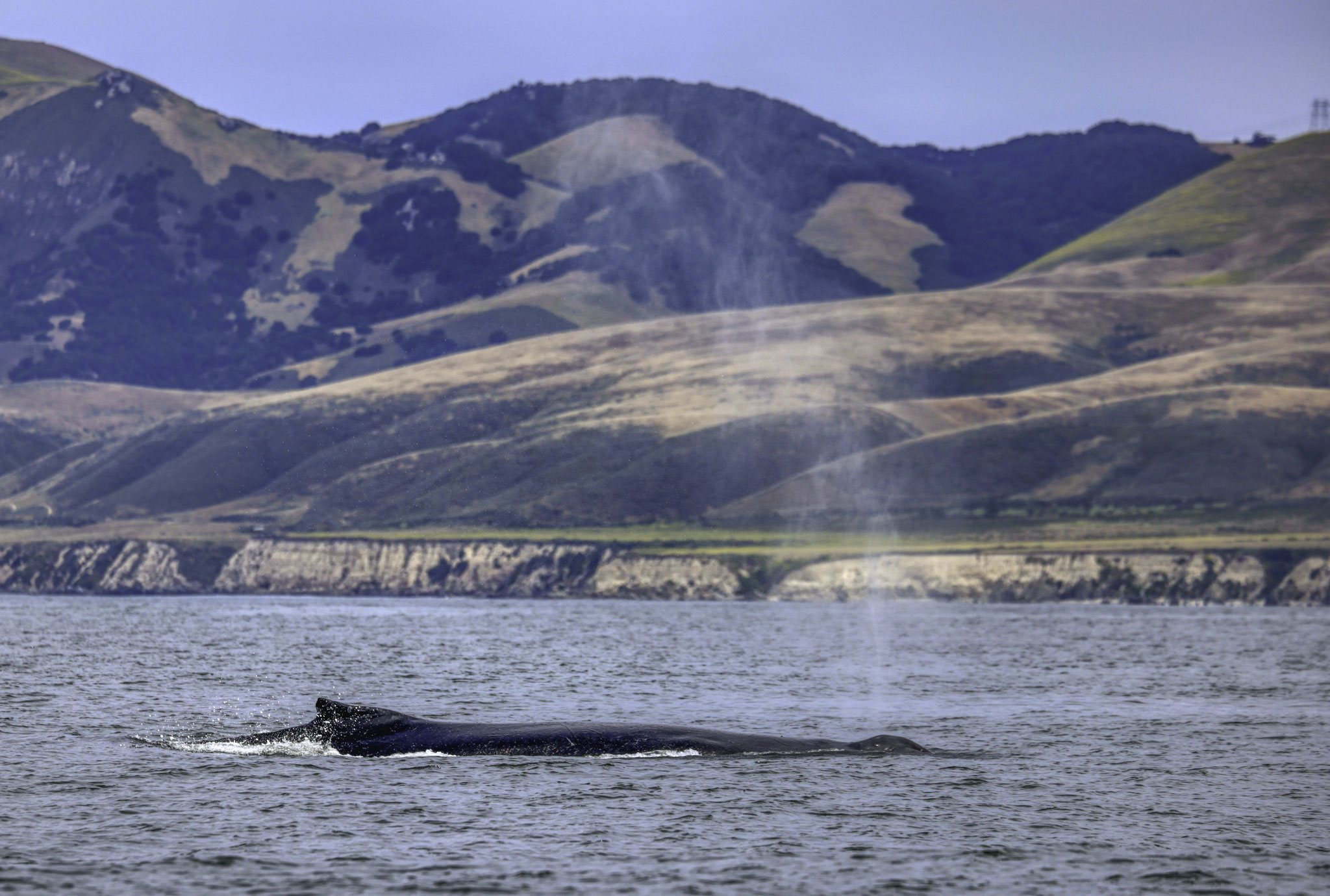 Whale watching and boat tours, San Luis Obispo, Pismo Beach, Avila