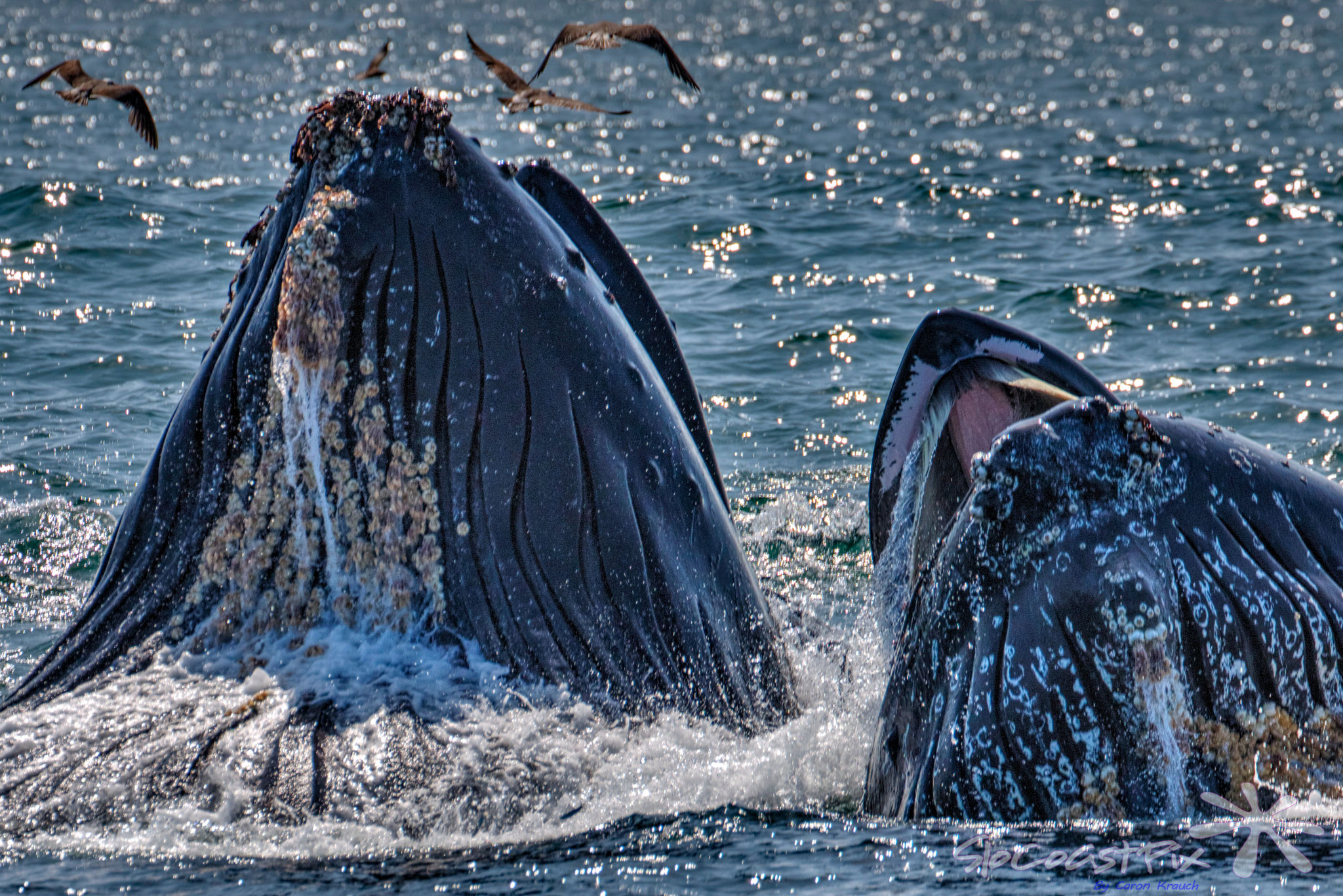 Whale watching and boat tours, San Luis Obispo, Pismo Beach, Avila