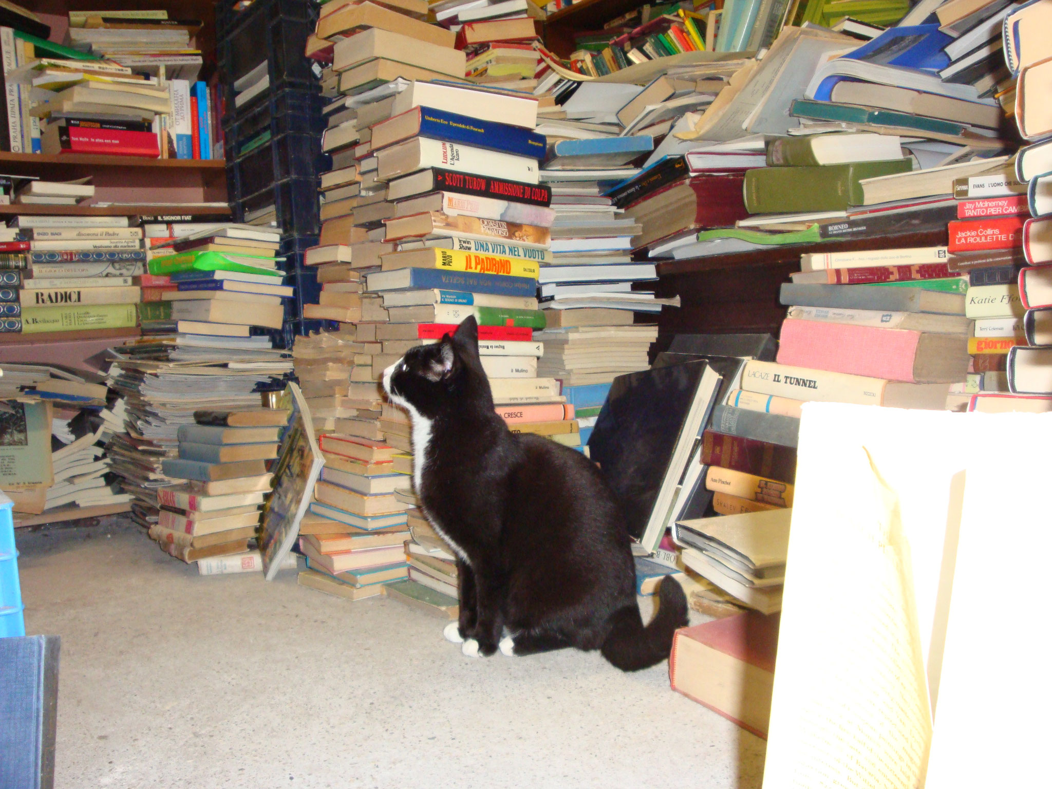 des livres et des chats