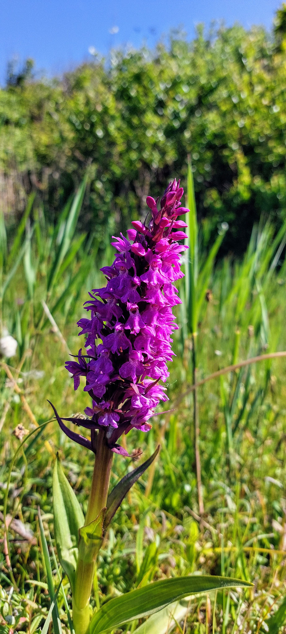 orchidee