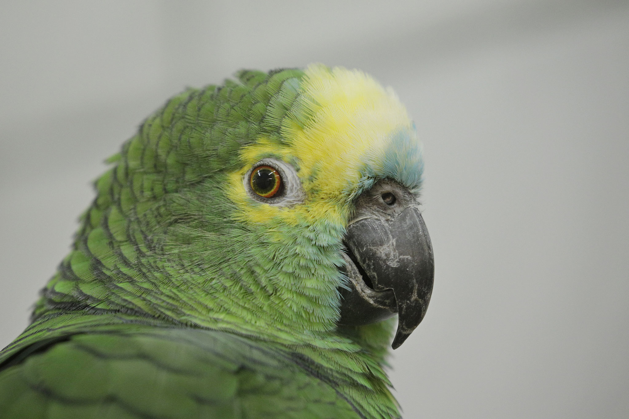 Blaustirnamazone