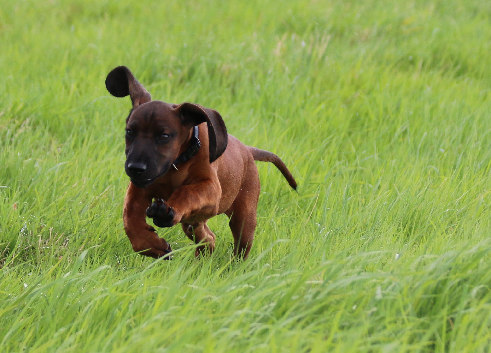 Der Nachwuchshund ist da, bereit durchzustarten ...