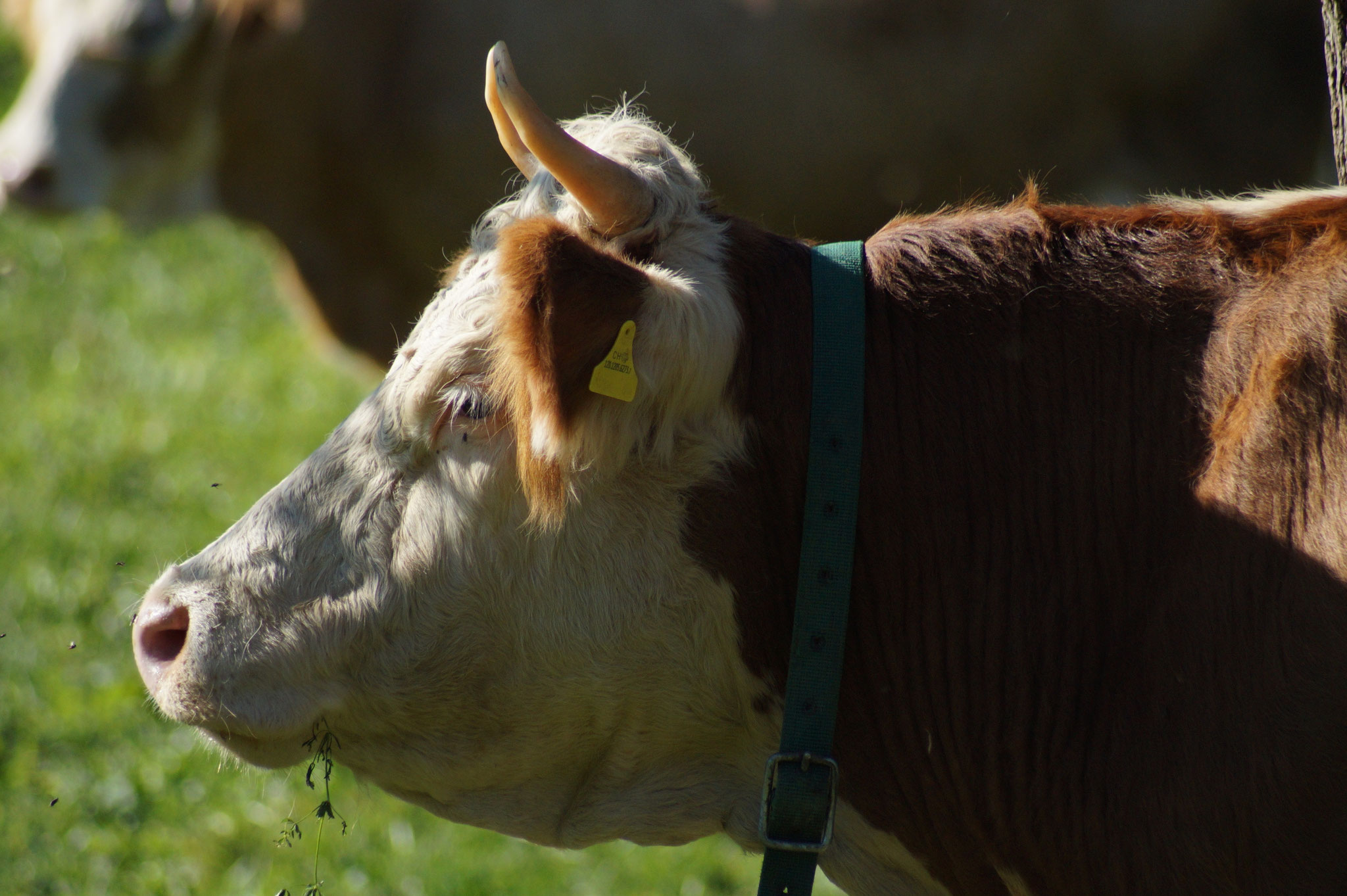 Kuh mit einer Glocke um den Hals, die auf einer Wiese steht