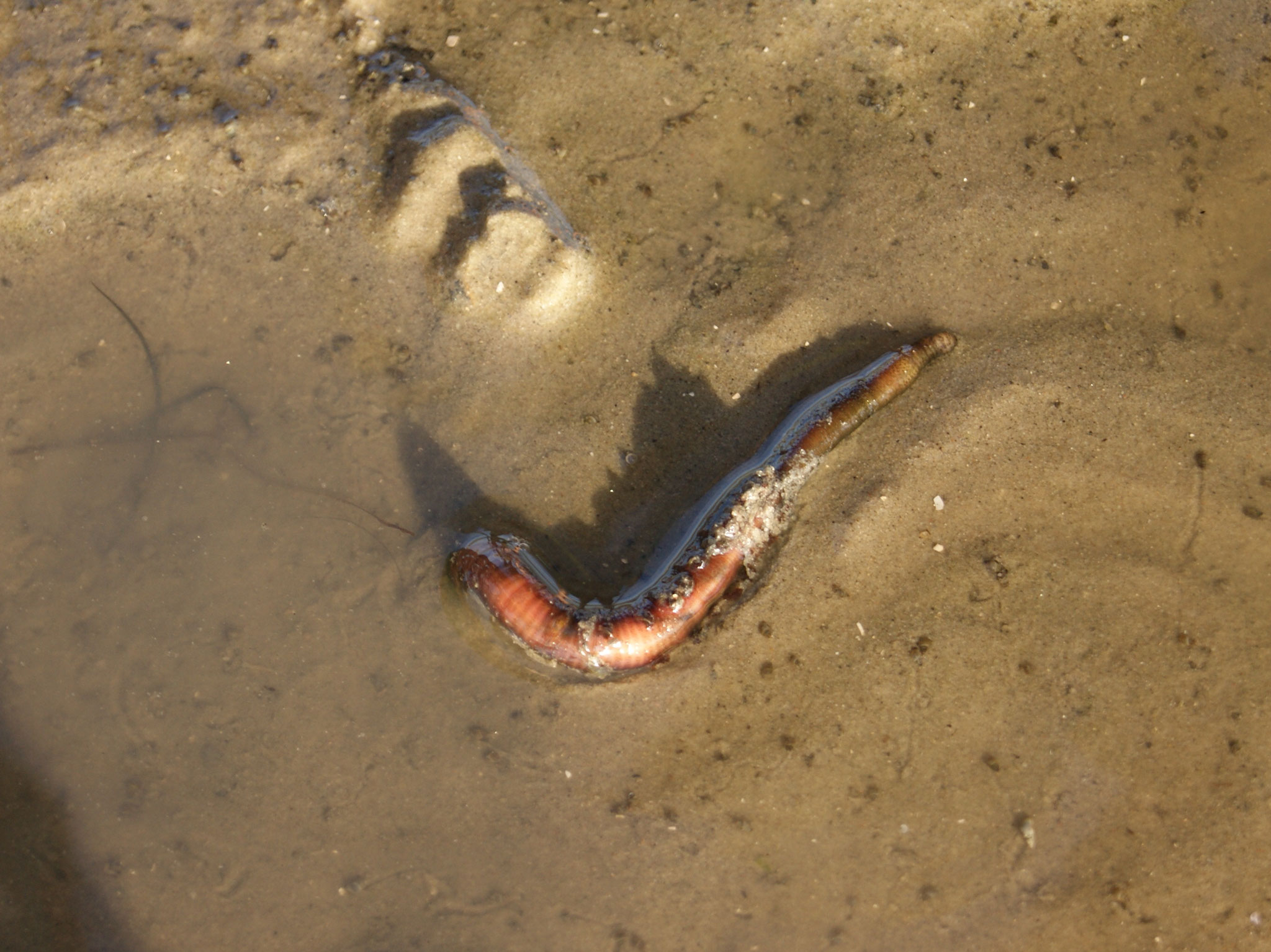 Der Wattwurm will zurück in seine U-förmige Röhre, sonst wird er Nahrung für die Vögel