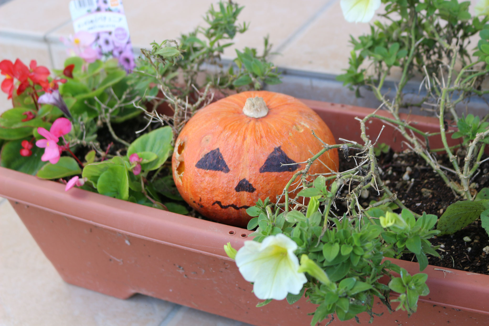 リコリコにもジャック・オー・ランタン🎃がいます