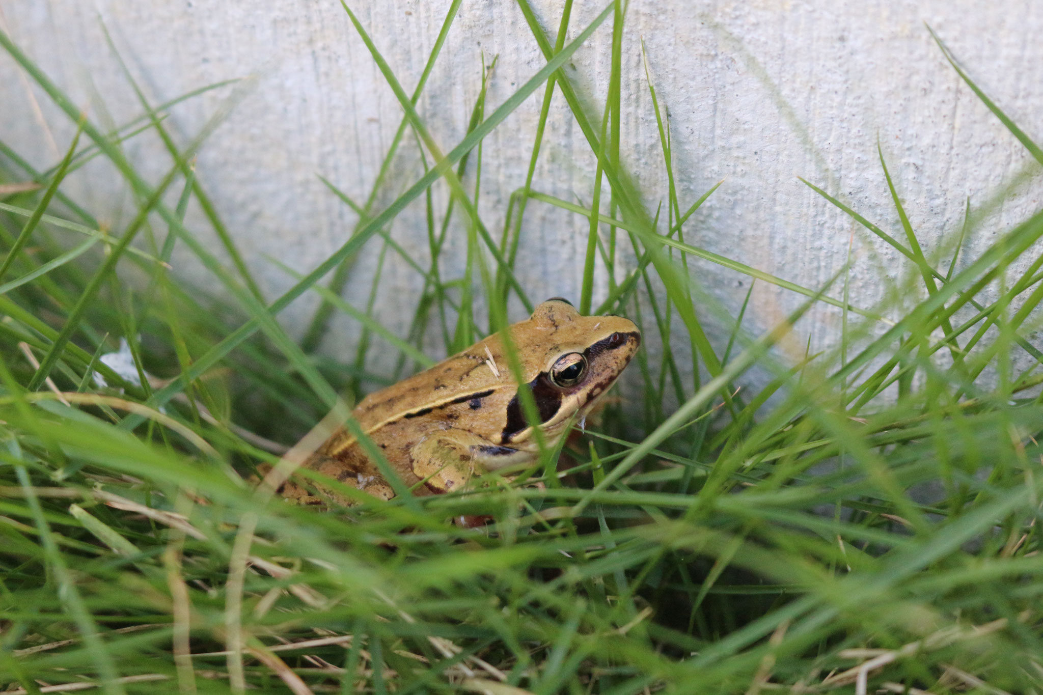 カエルさんも見つけたね😲