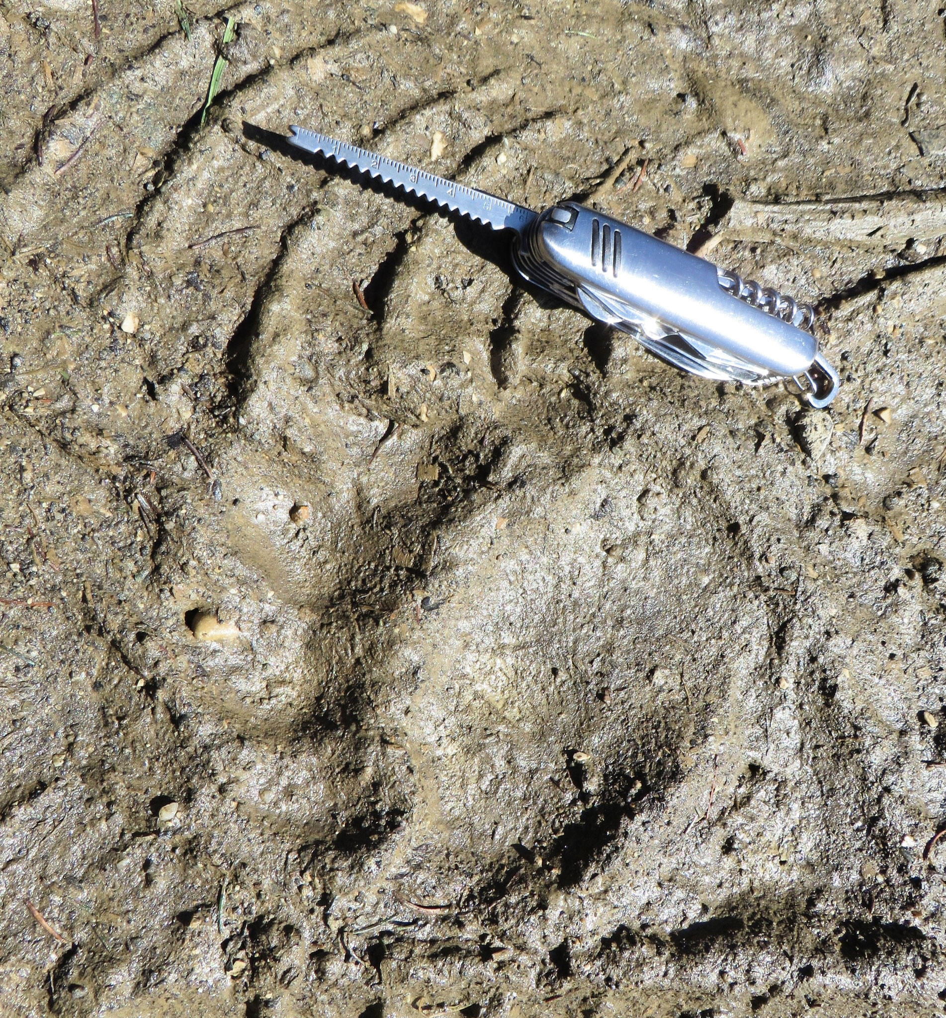 Braunbärenspur, Rumänien: Eine echte Braunbärenspur: ein kleines Detail, das Natur und Nervenkitzel sofort real macht.