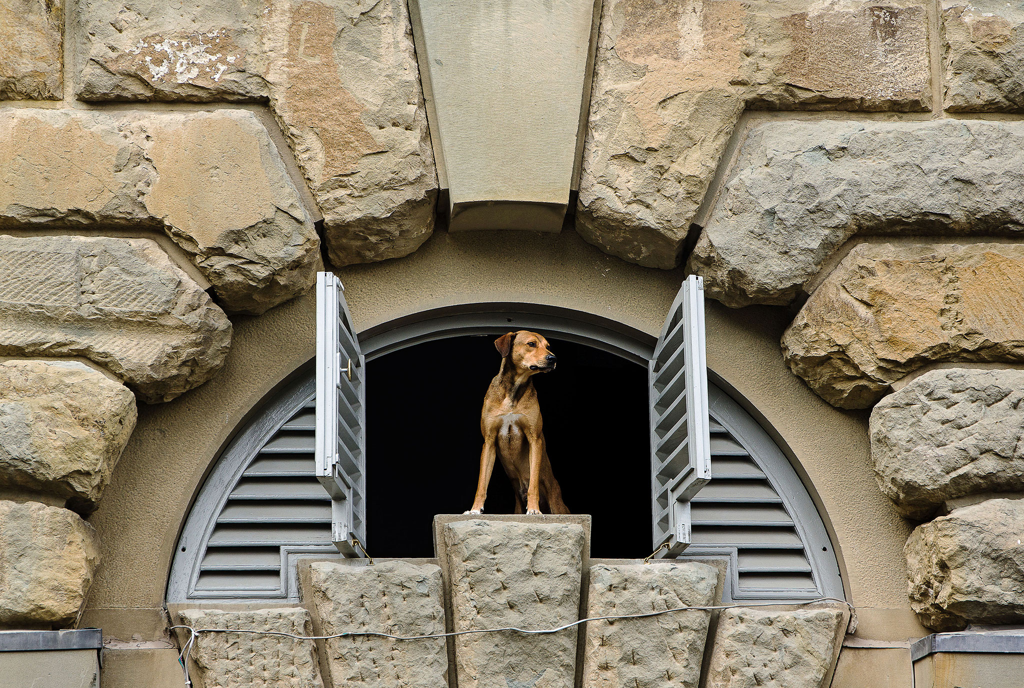 Traudl Oechler "Cane Fiorentino"