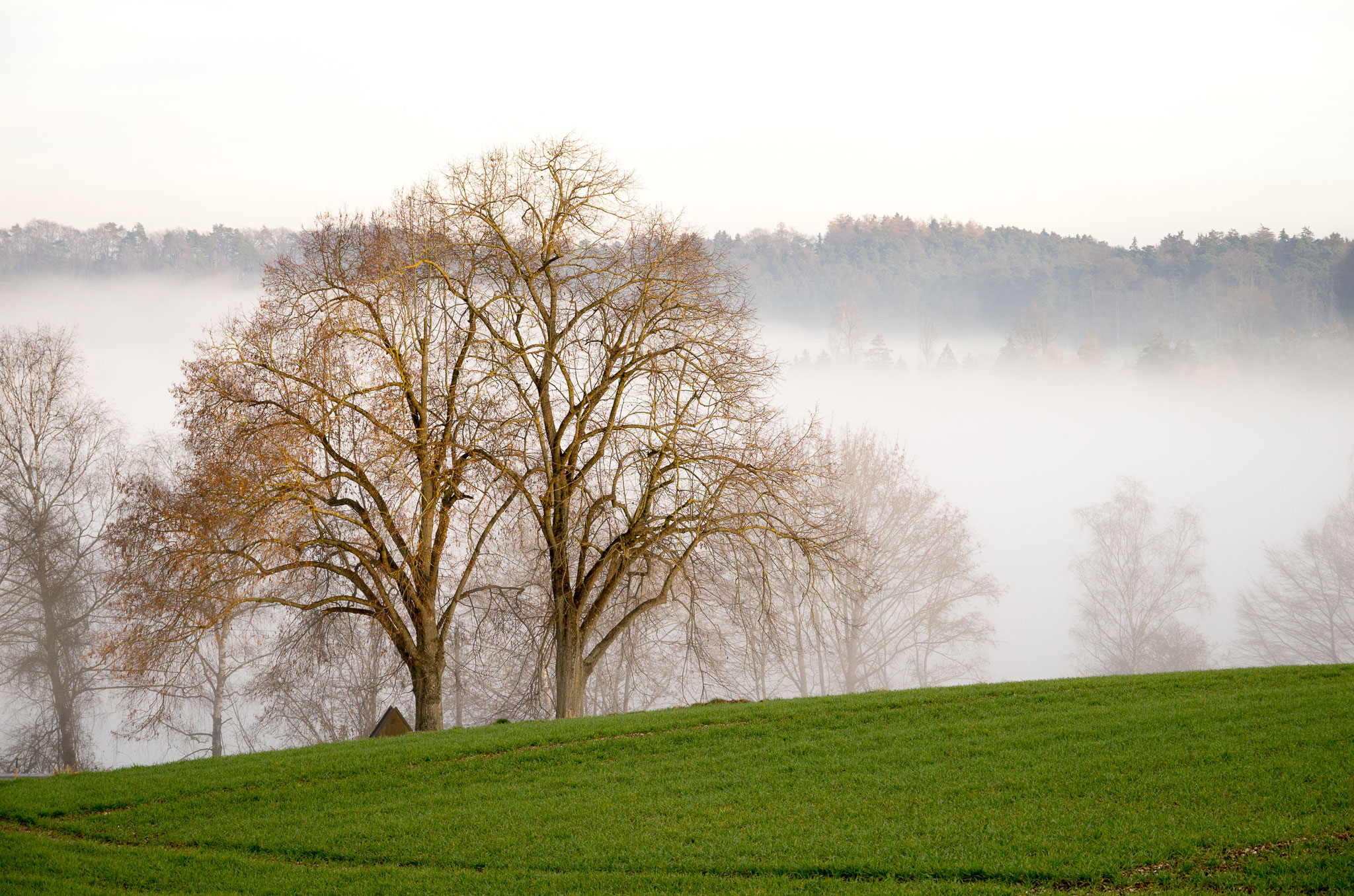 Klaus Bramer "Herbstlicher Nebel"