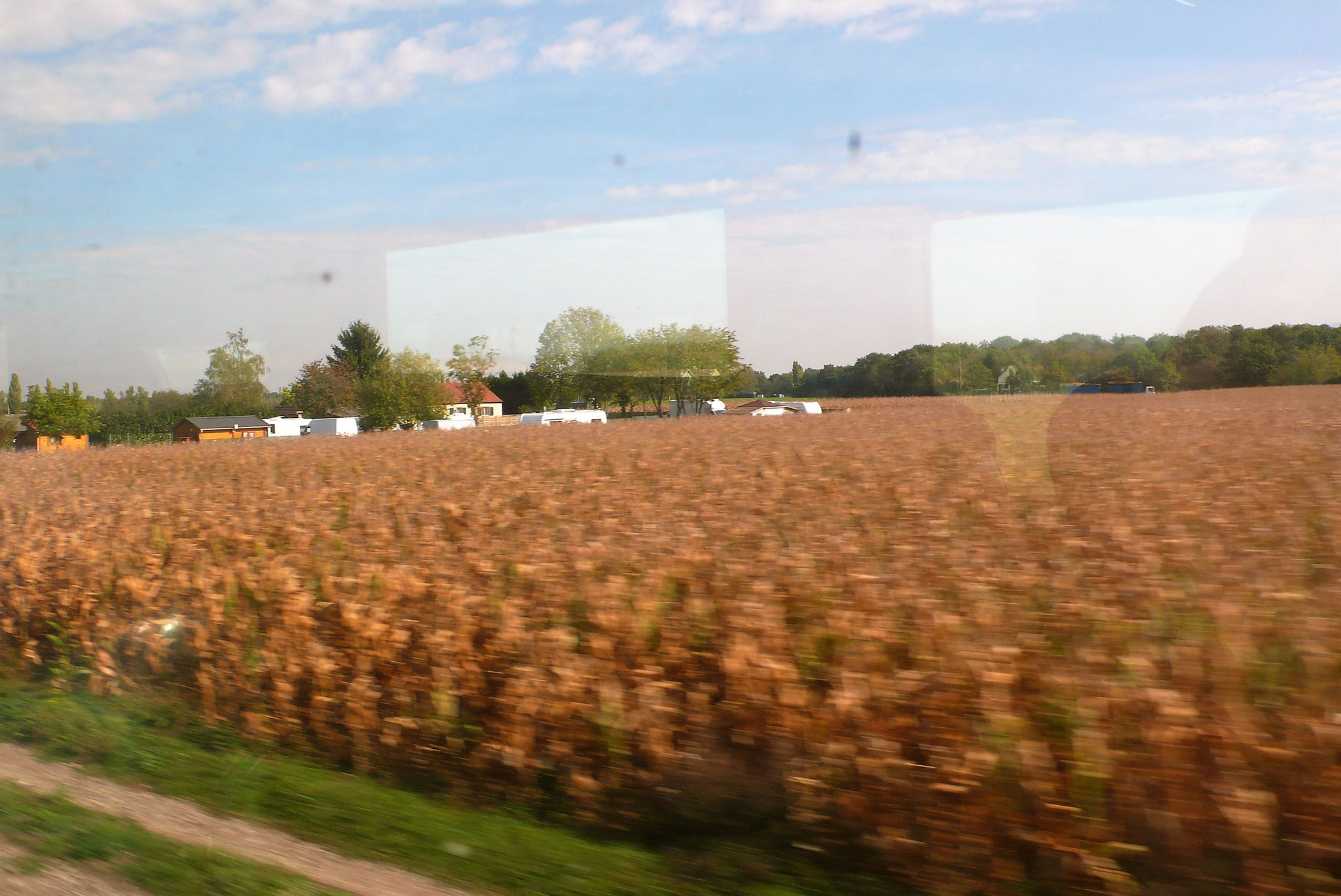 フランスの小麦畑！