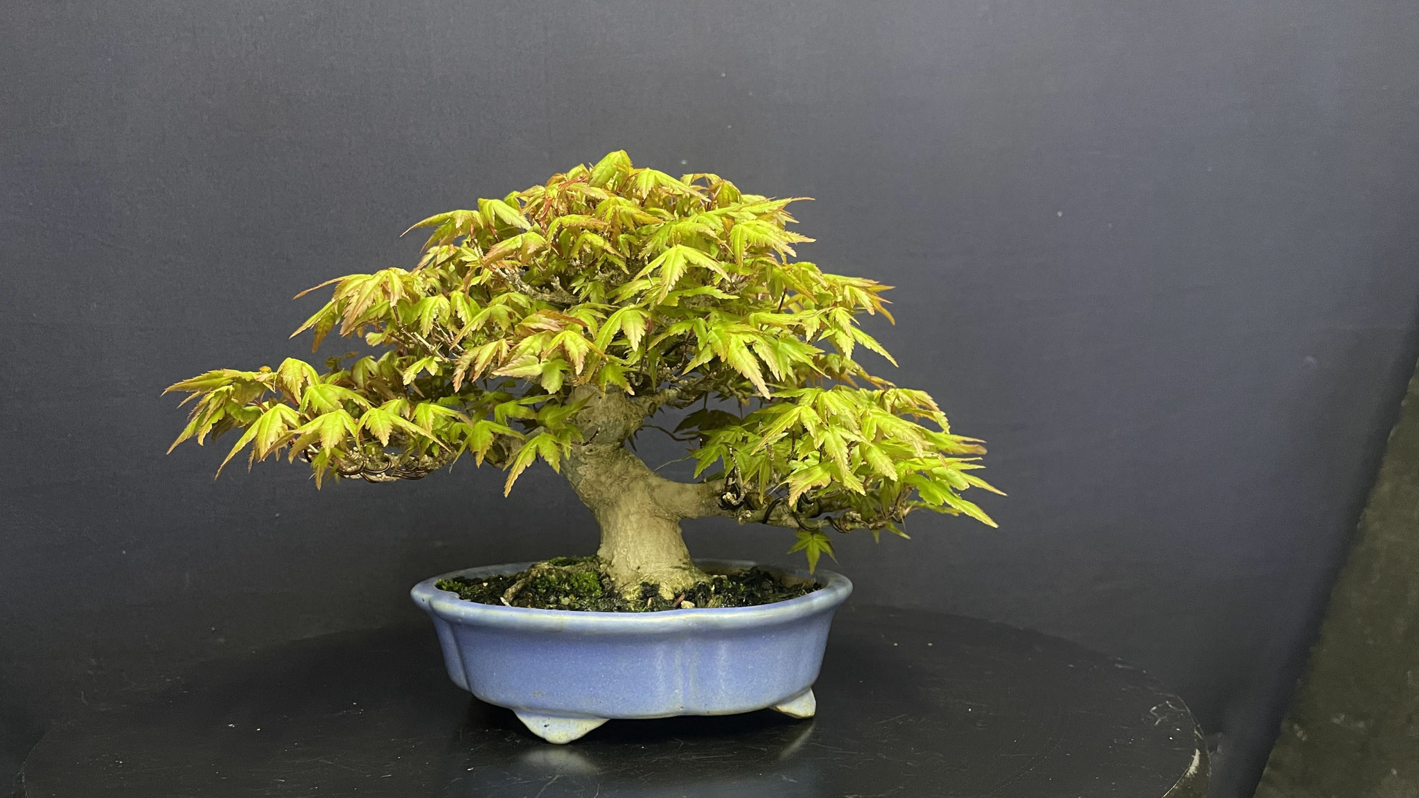 伊豆盆栽|伊豆の国市 - 各種盆栽の生産販売