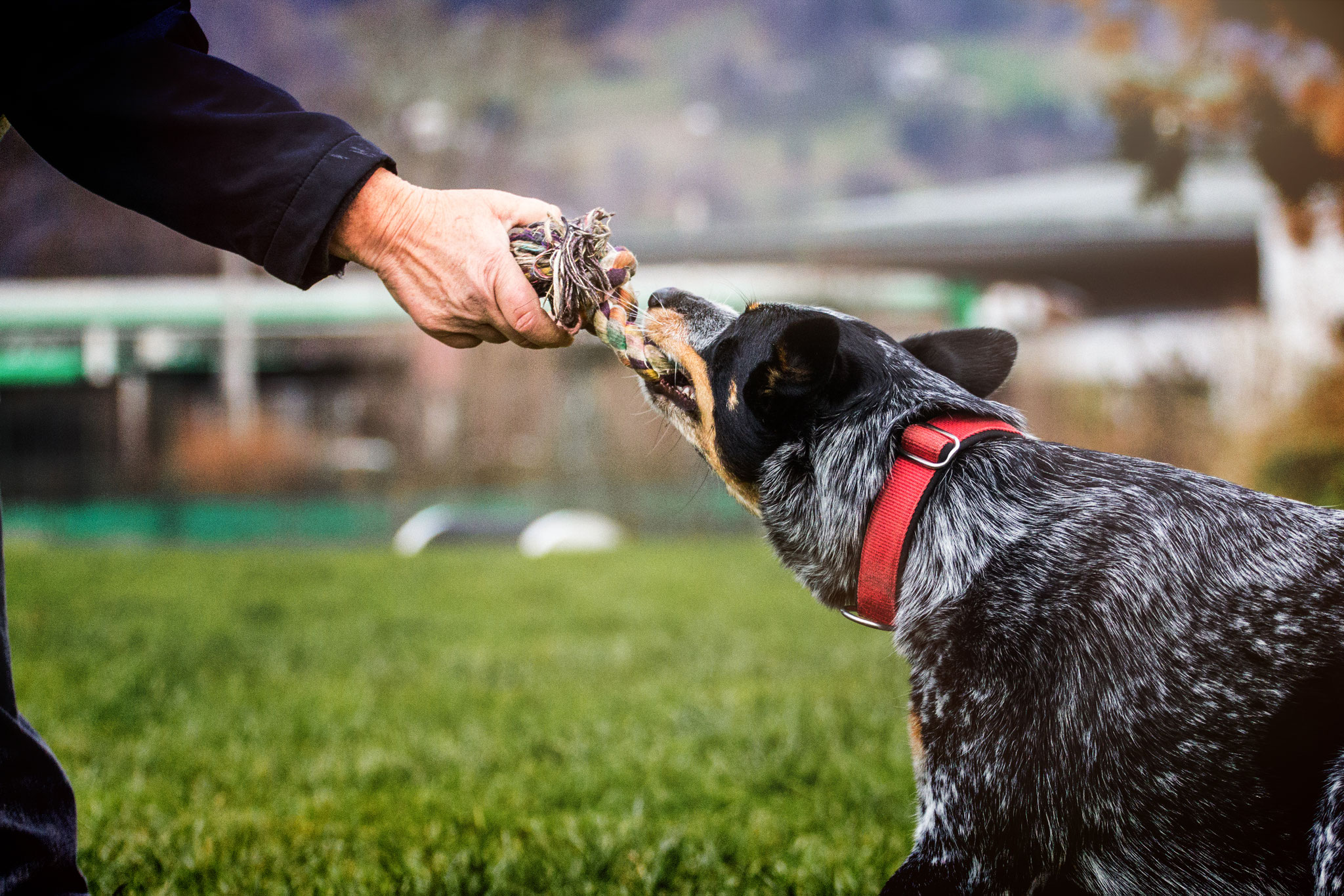 Programm Joy und Co Beschäftigung für Mensch mit Hund