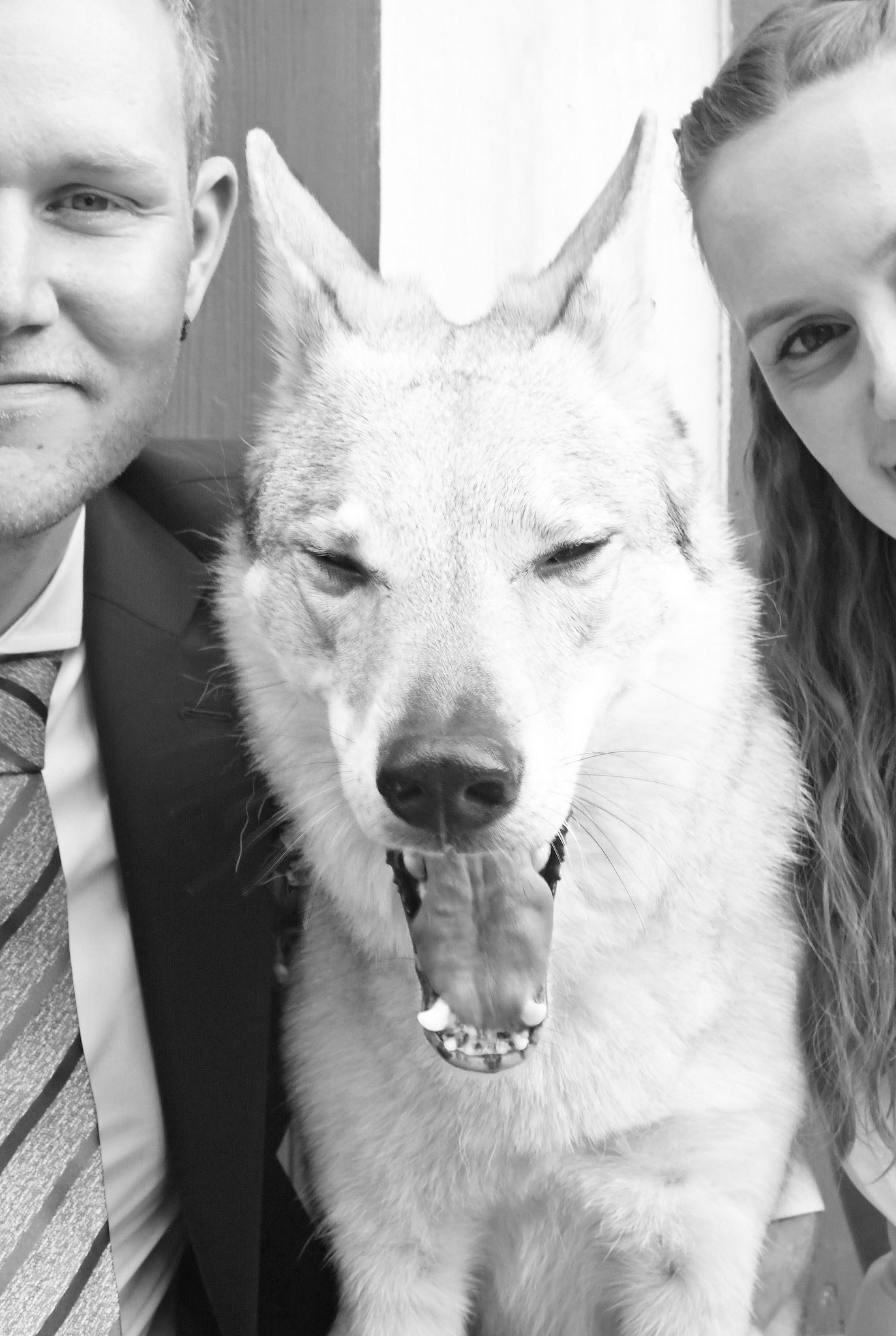 gähnender Hund beim Paarshooting zur Hochzeit